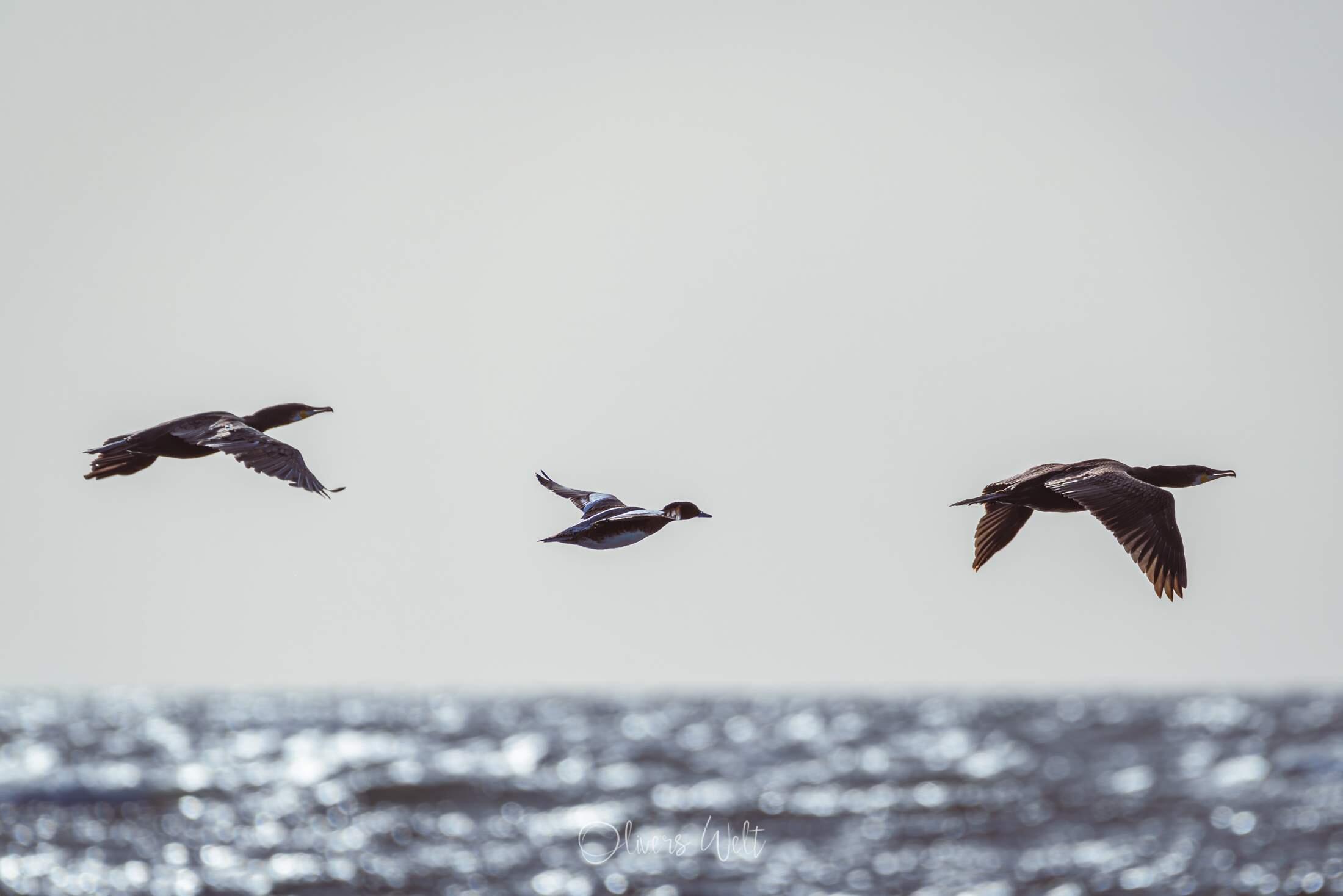 Bild ohne Beschreibung