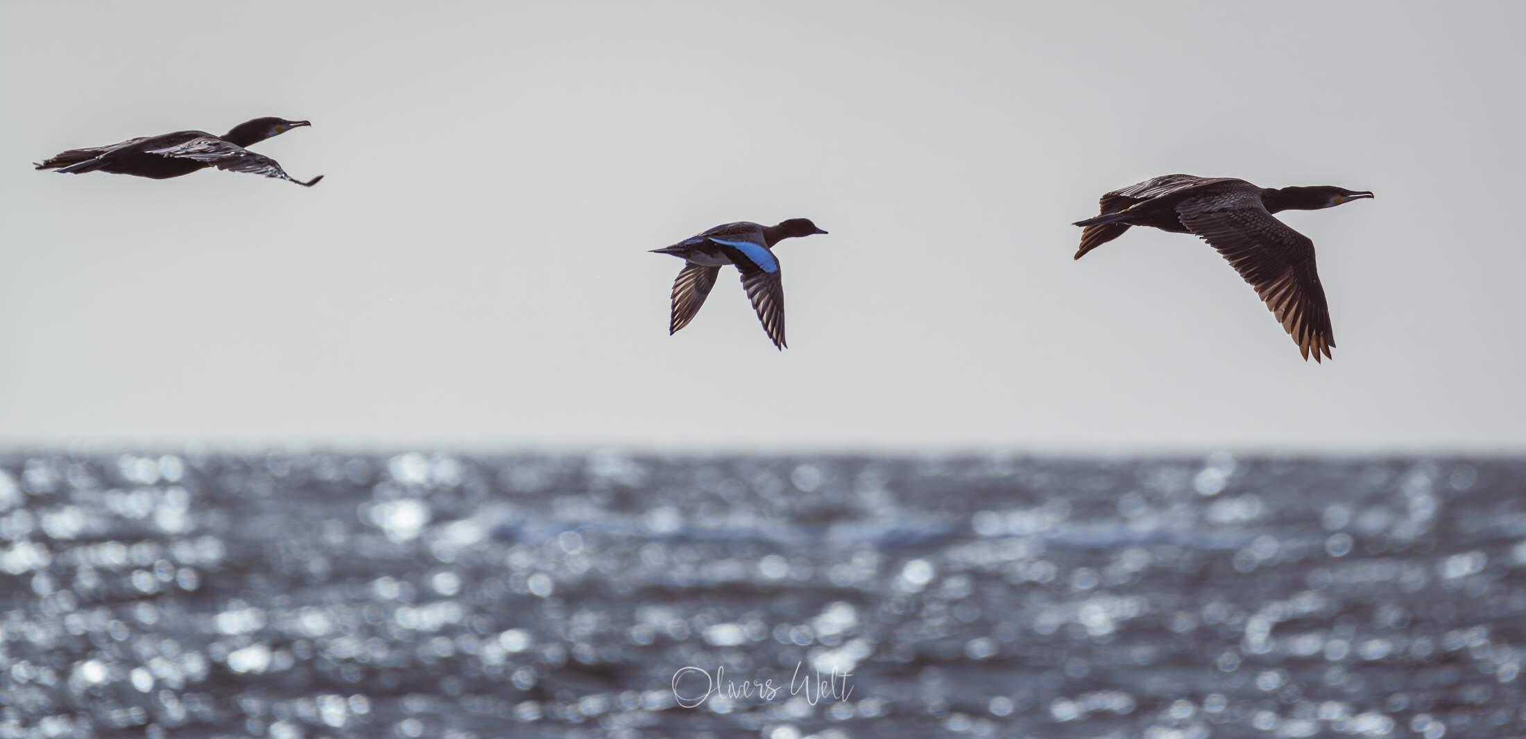 Bild ohne Beschreibung