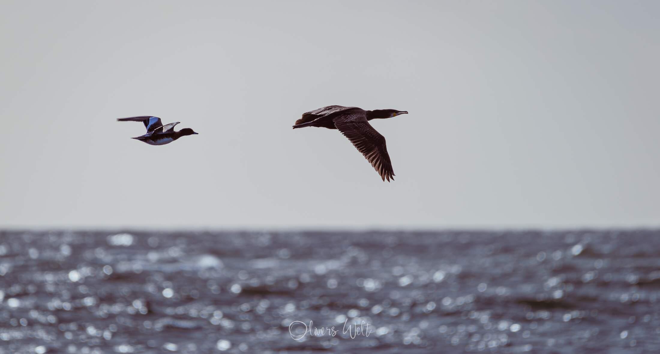 Bild ohne Beschreibung