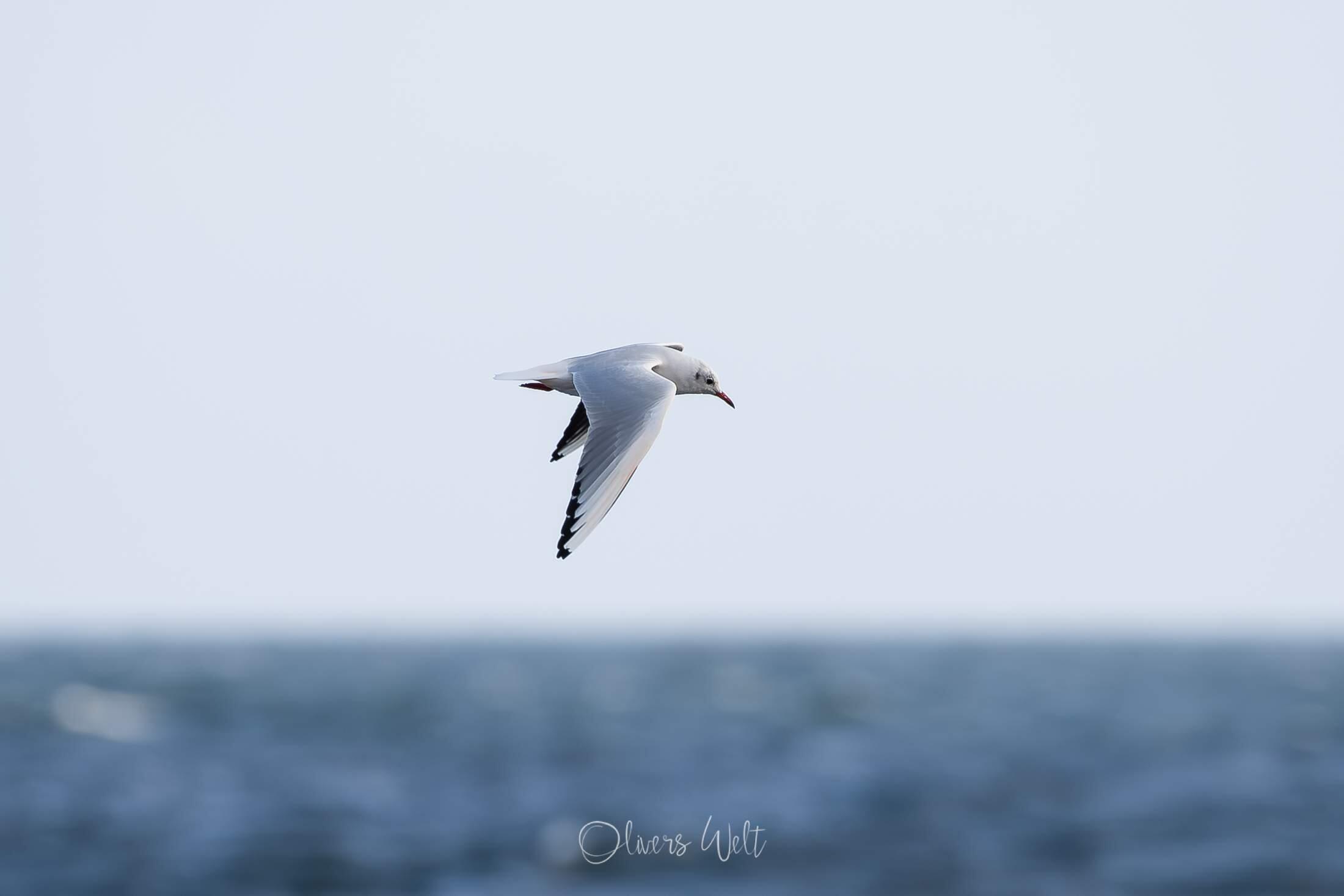 Bild ohne Beschreibung