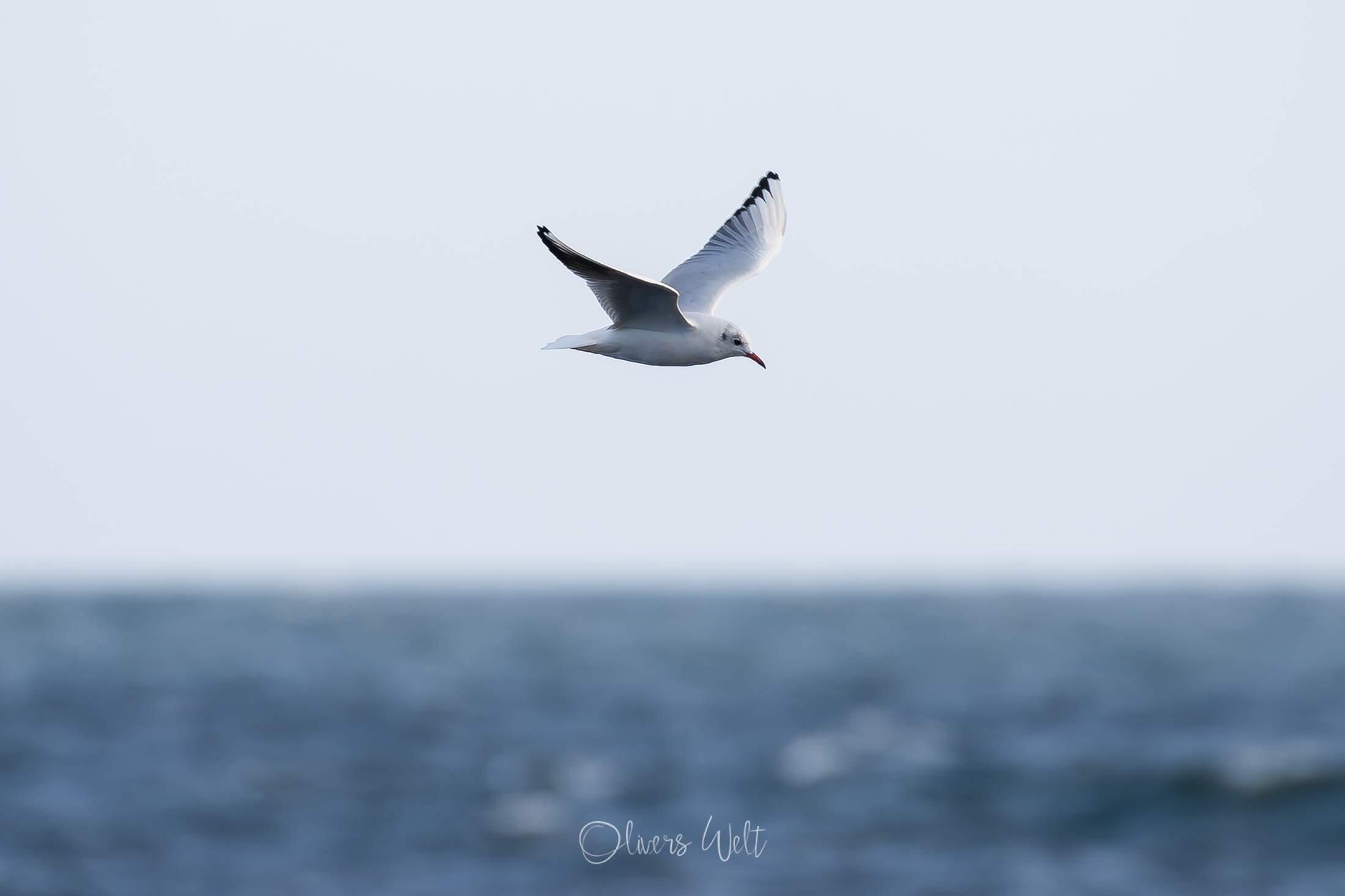 Bild ohne Beschreibung