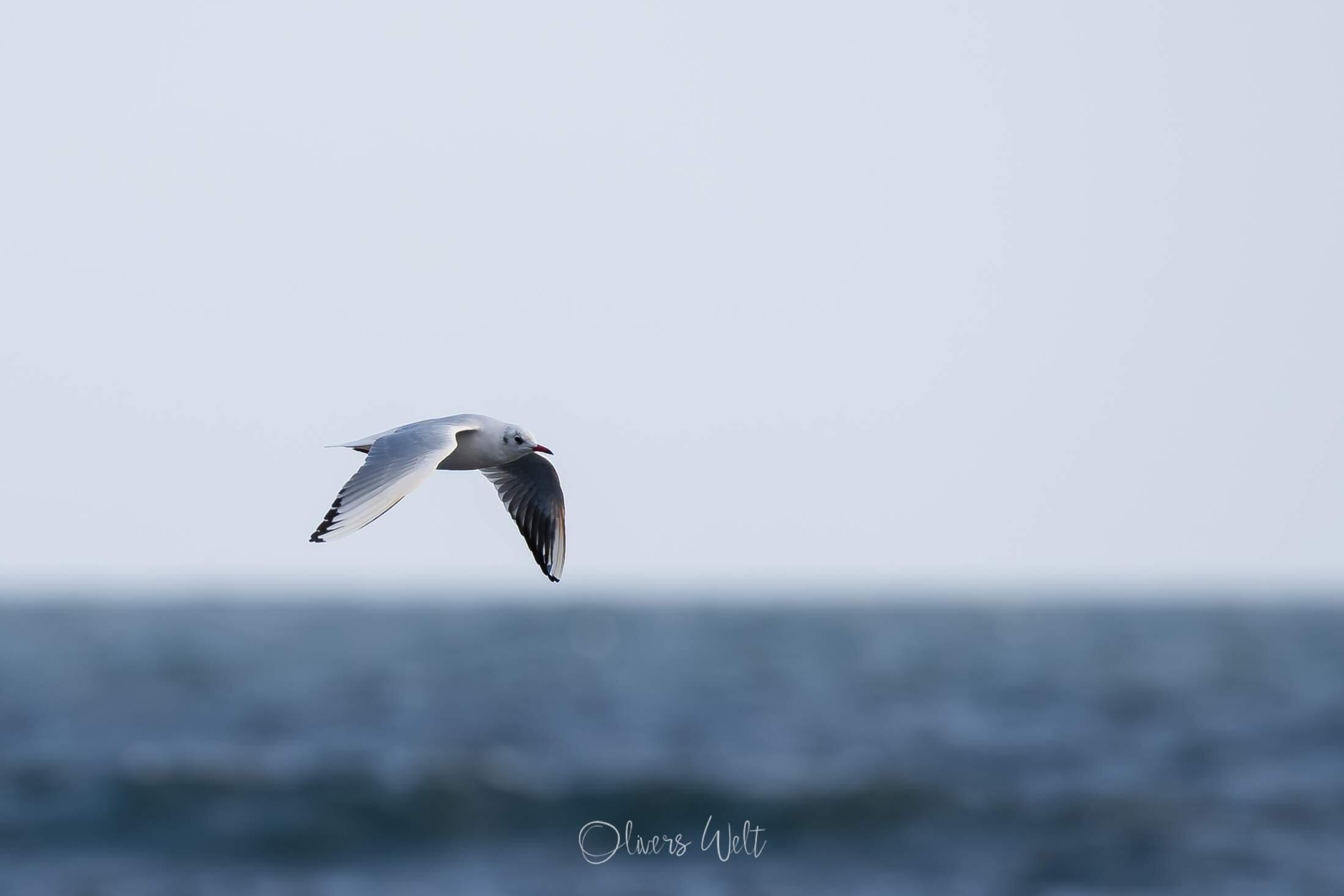 Bild ohne Beschreibung