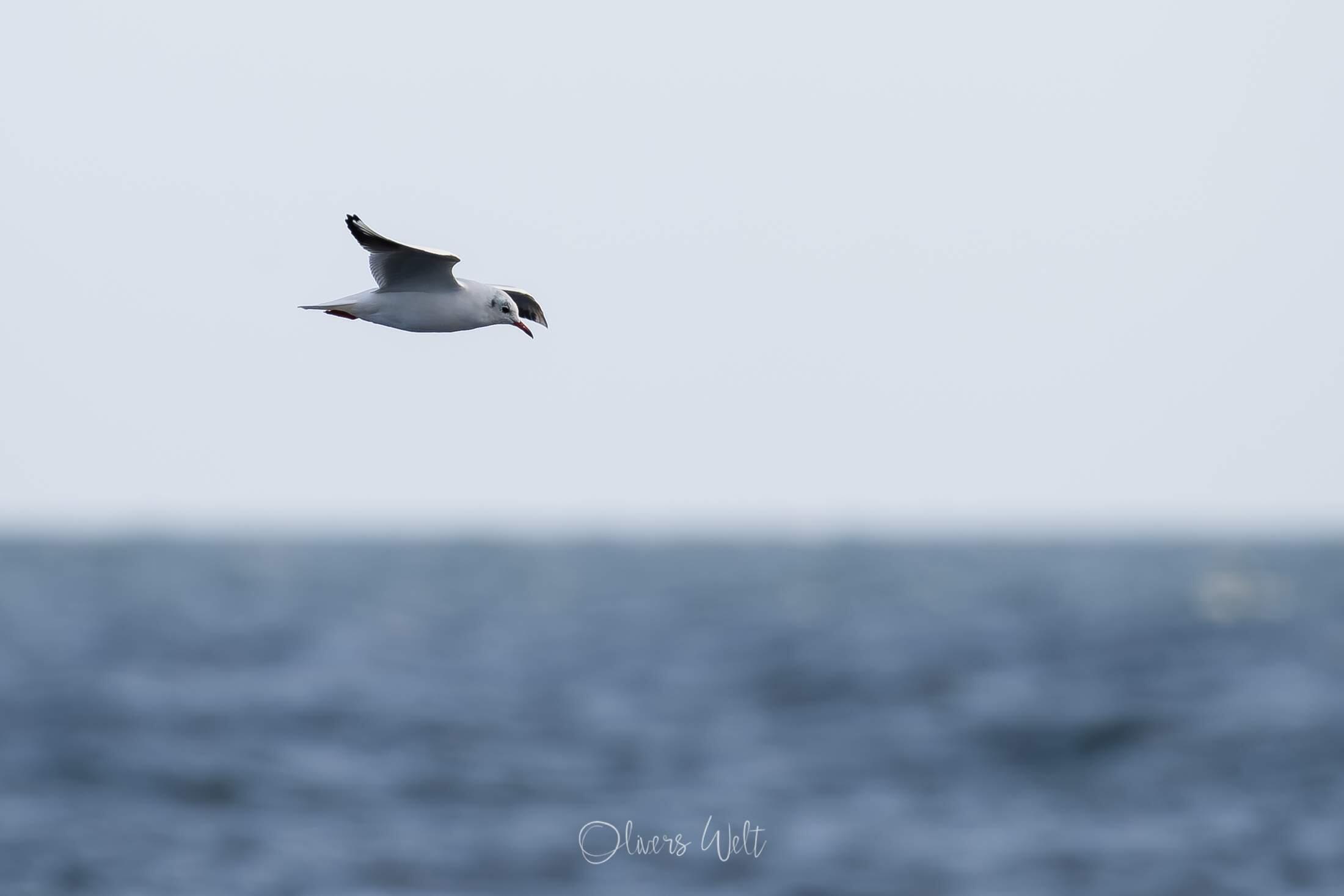 Bild ohne Beschreibung