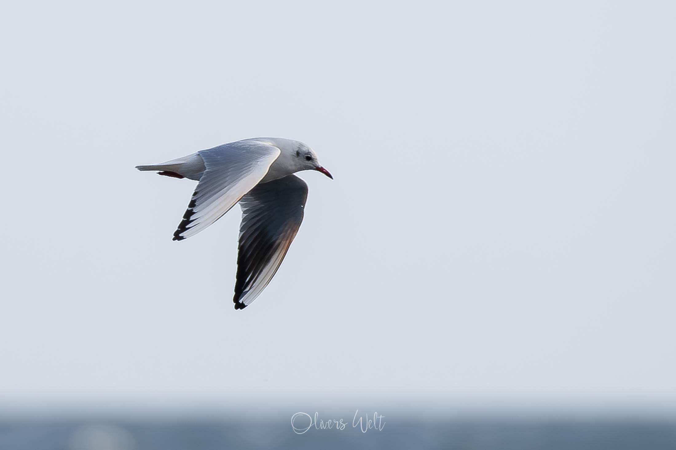 Bild ohne Beschreibung