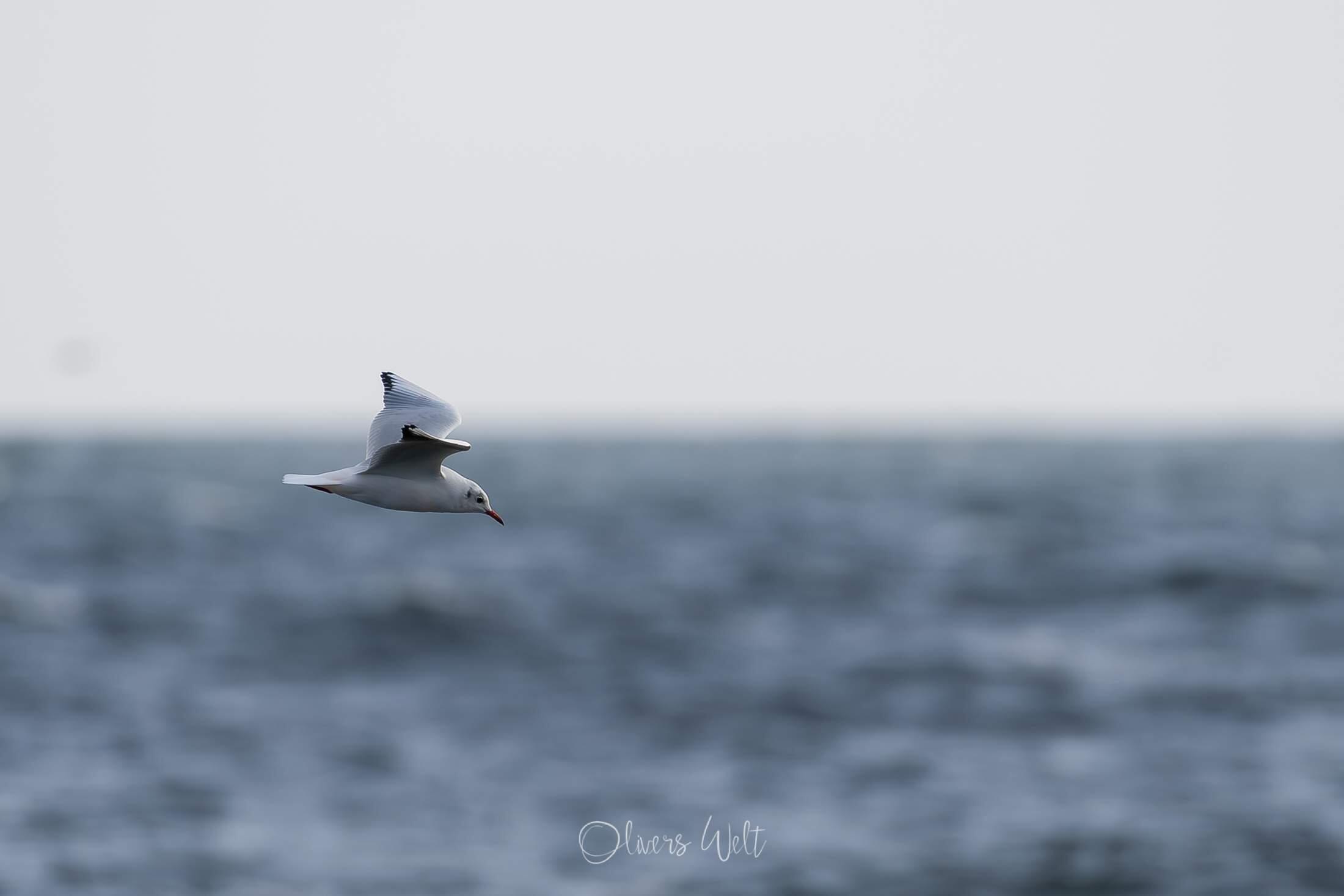 Bild ohne Beschreibung