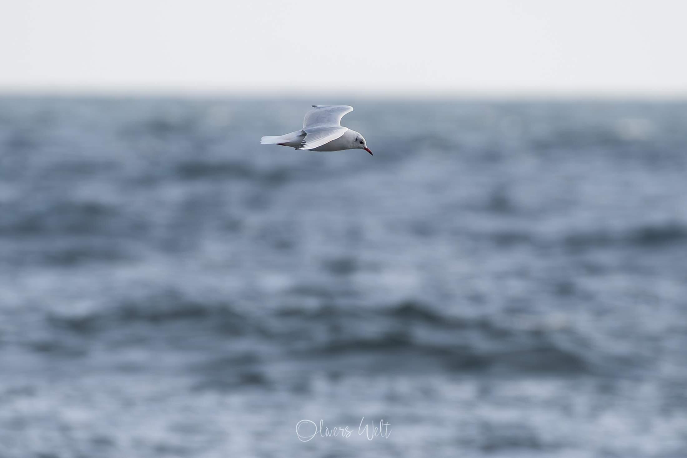 Bild ohne Beschreibung