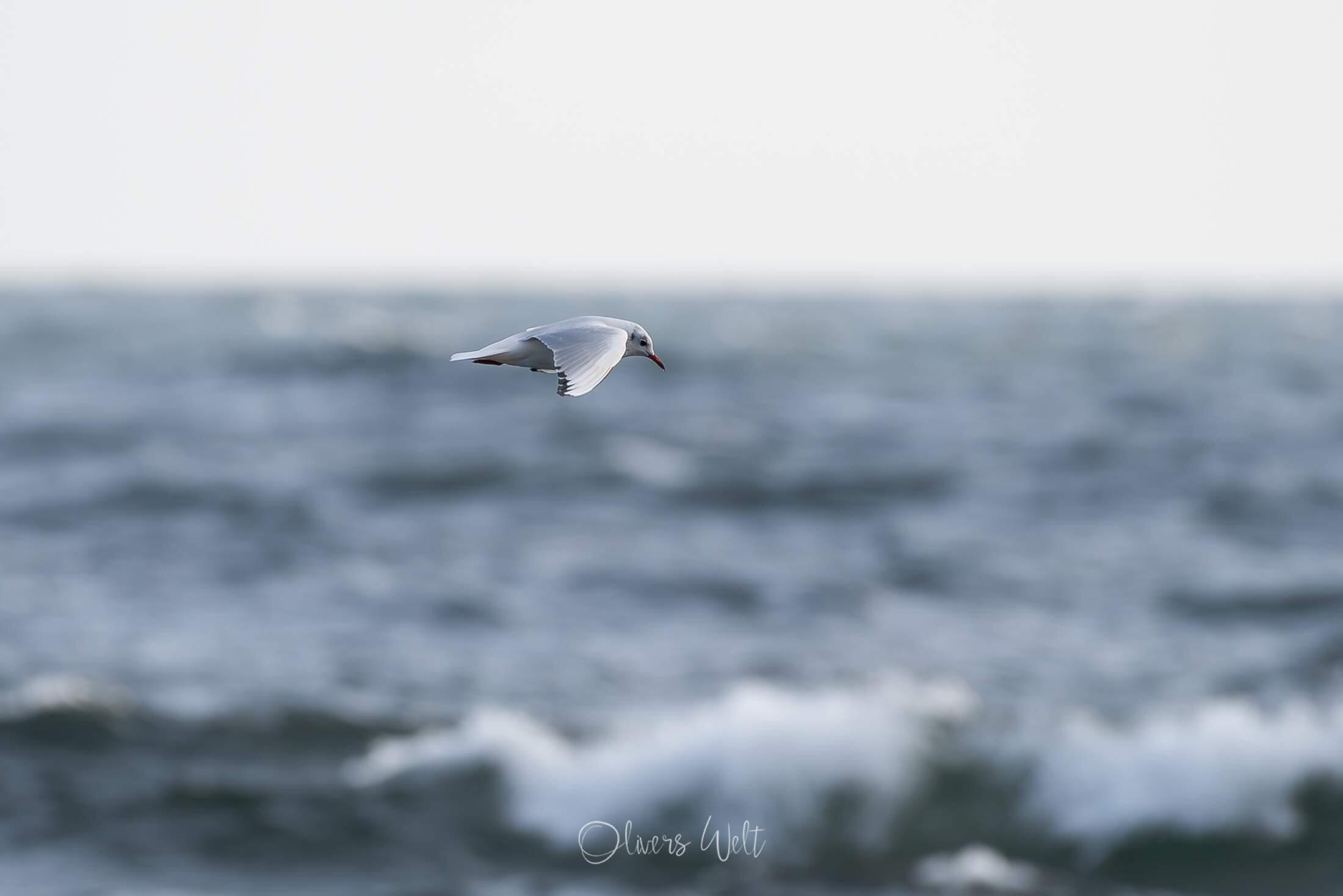 Bild ohne Beschreibung