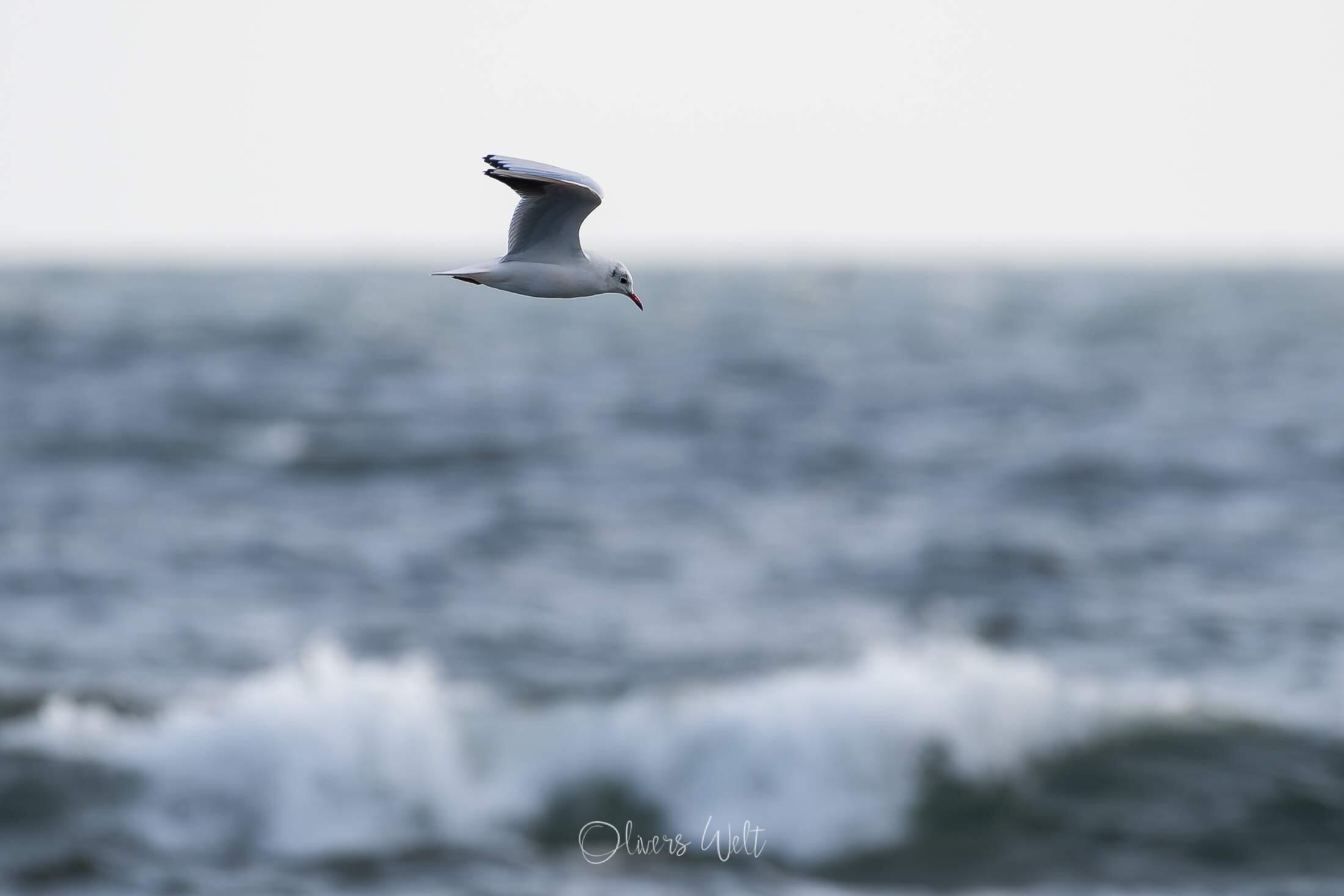 Bild ohne Beschreibung