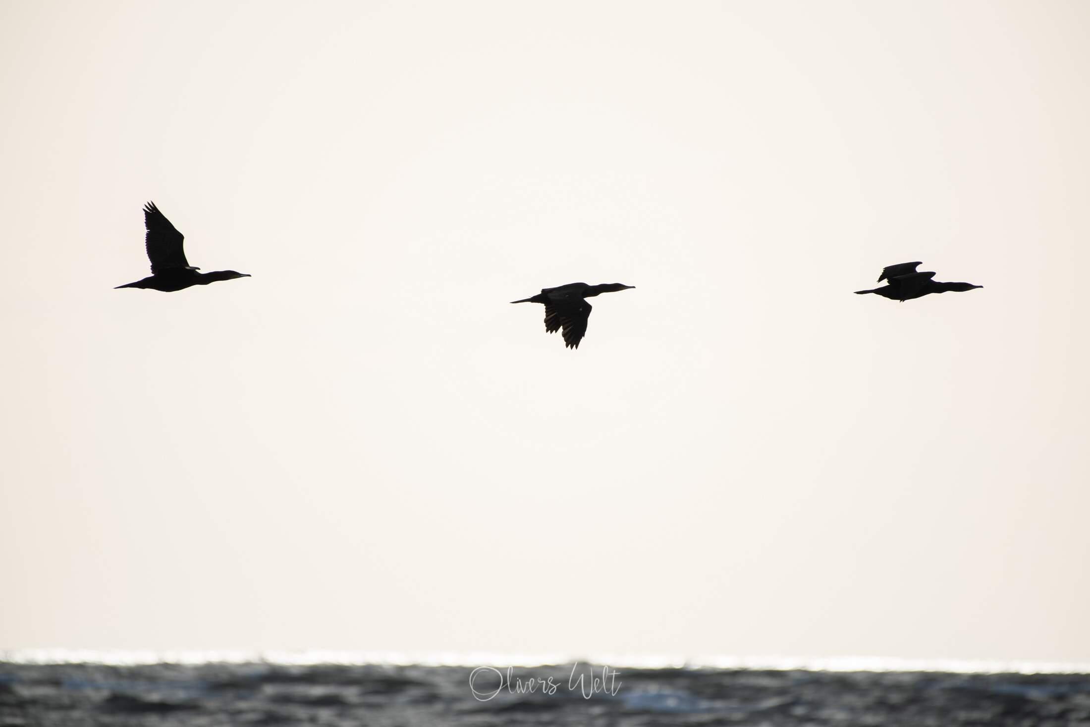 Bild ohne Beschreibung