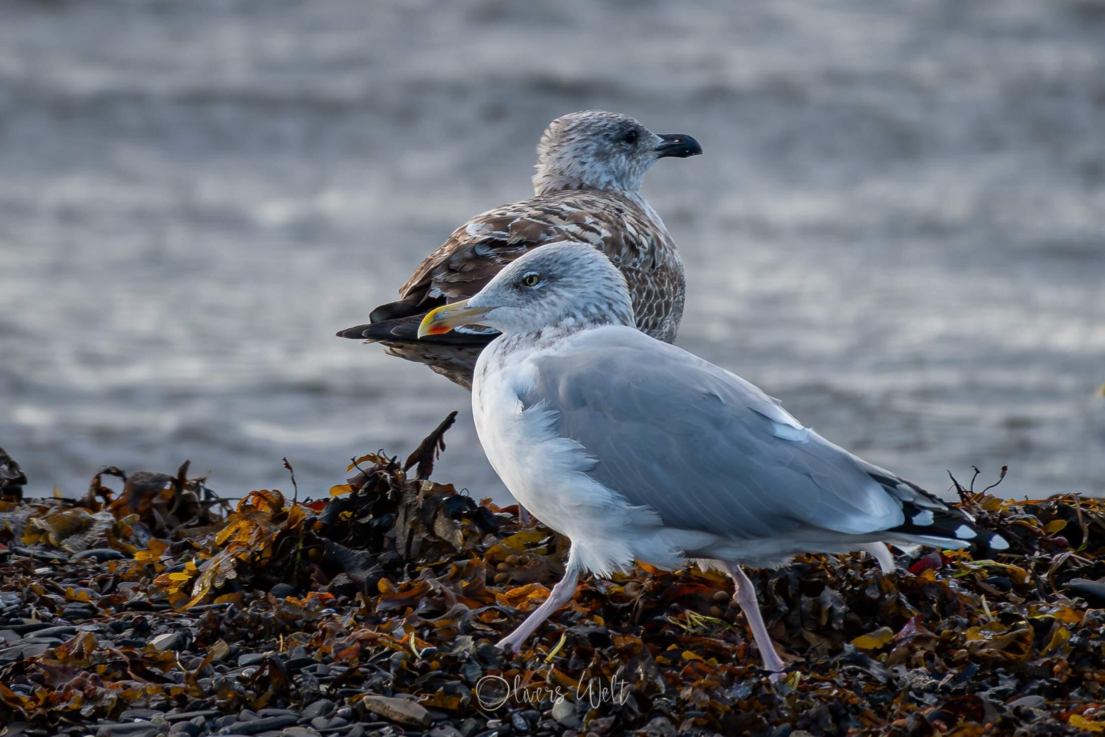 Bild ohne Beschreibung