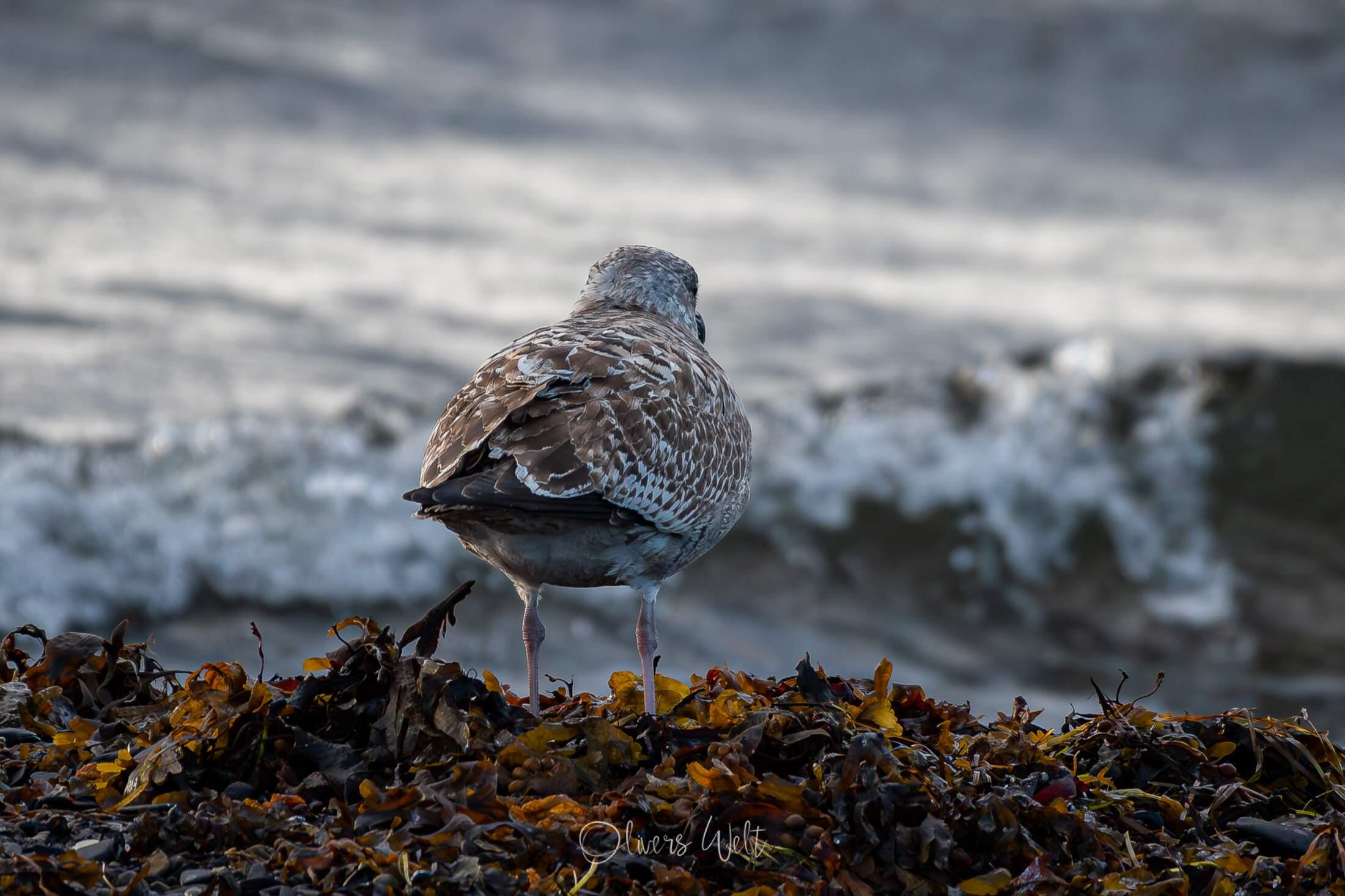 Bild ohne Beschreibung