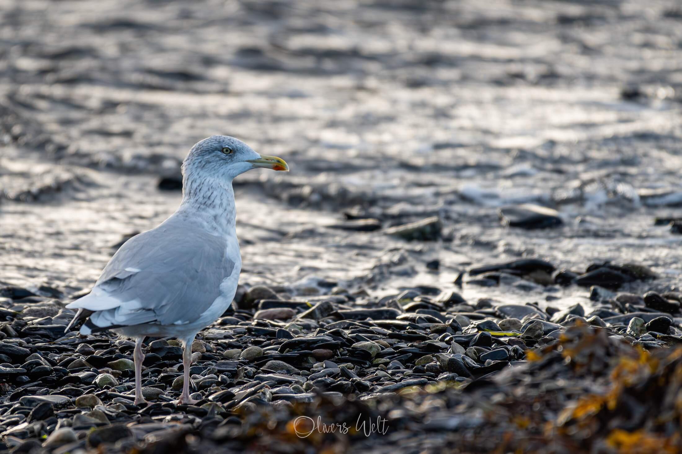 Bild ohne Beschreibung