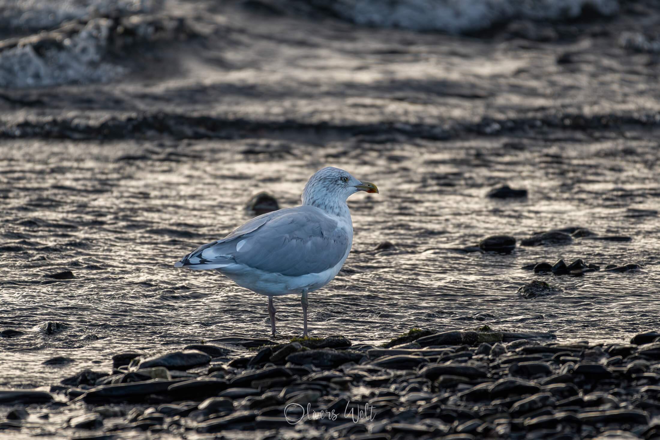 Bild ohne Beschreibung