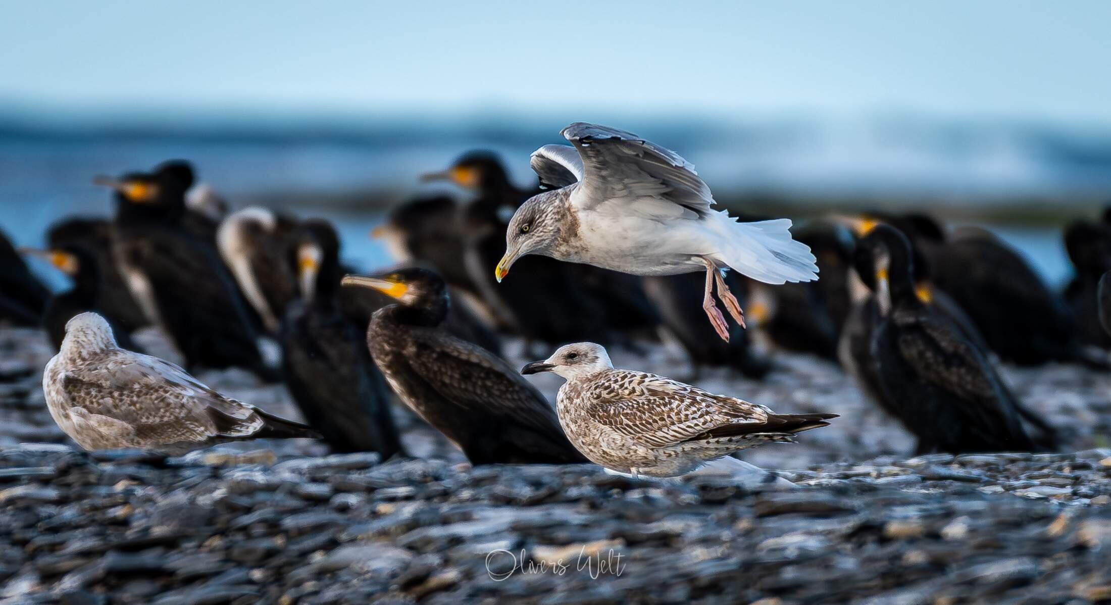 Bild ohne Beschreibung