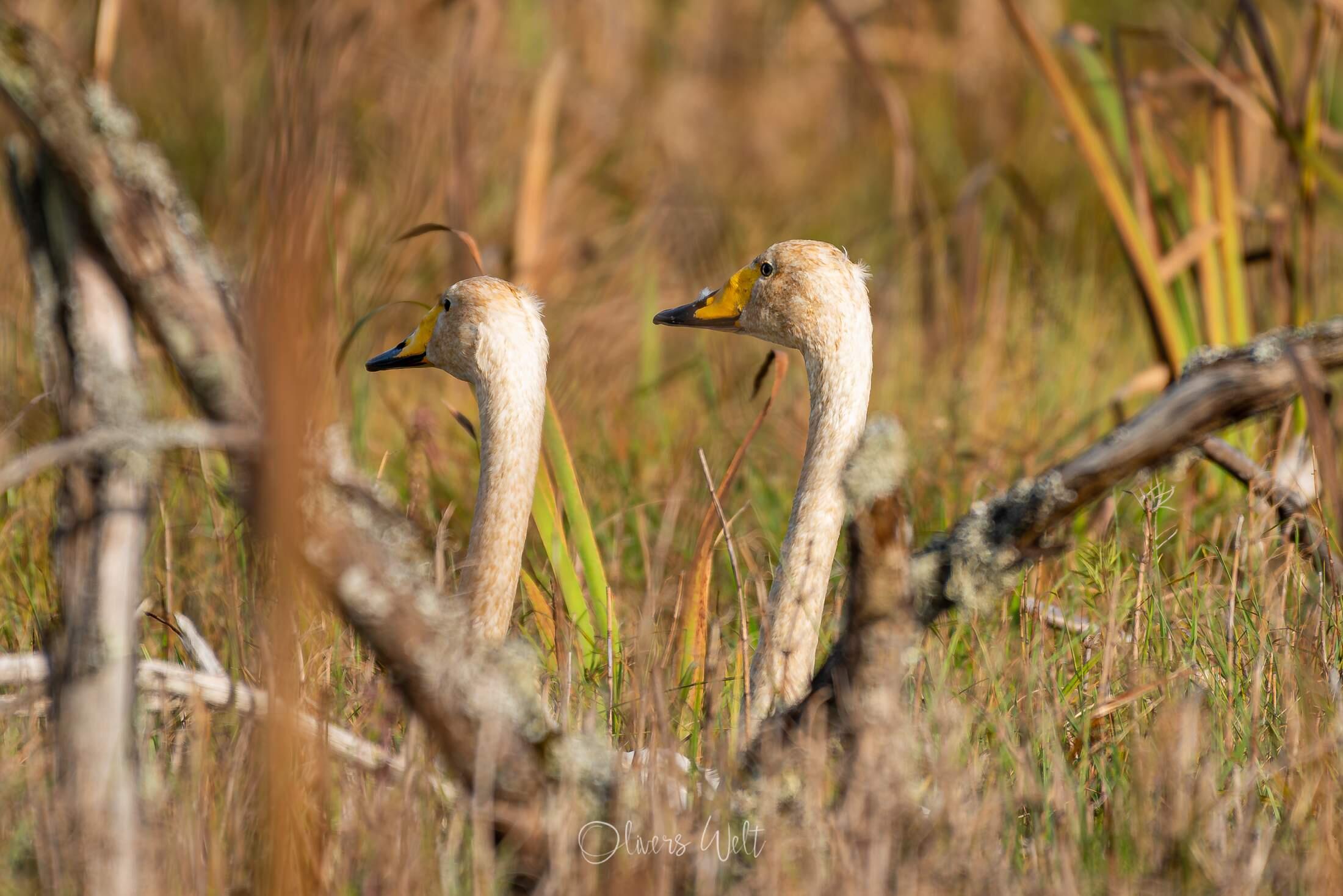 Bild ohne Beschreibung Bild ohne Beschreibung
