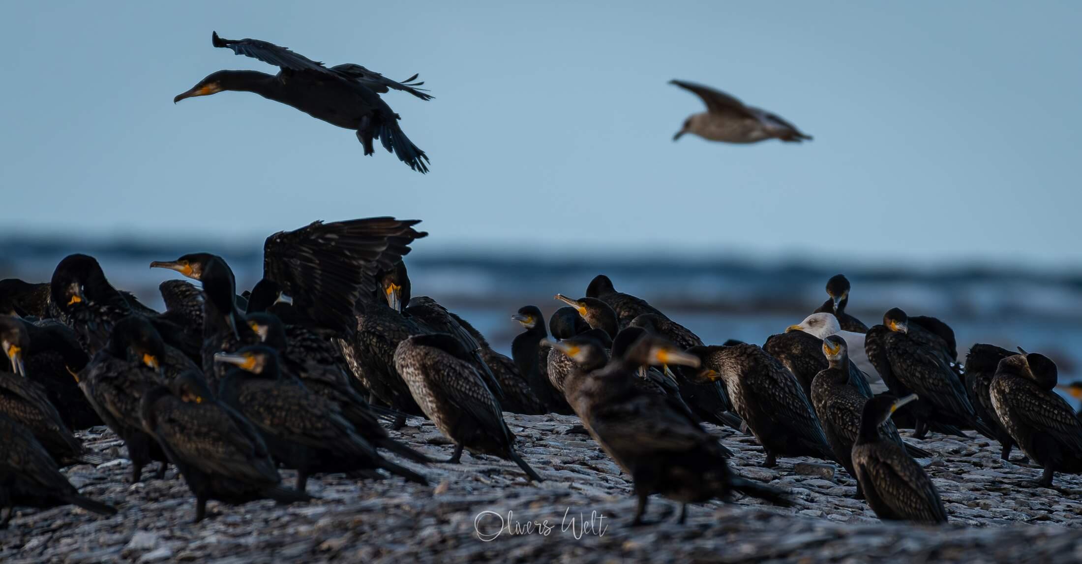 Bild ohne Beschreibung