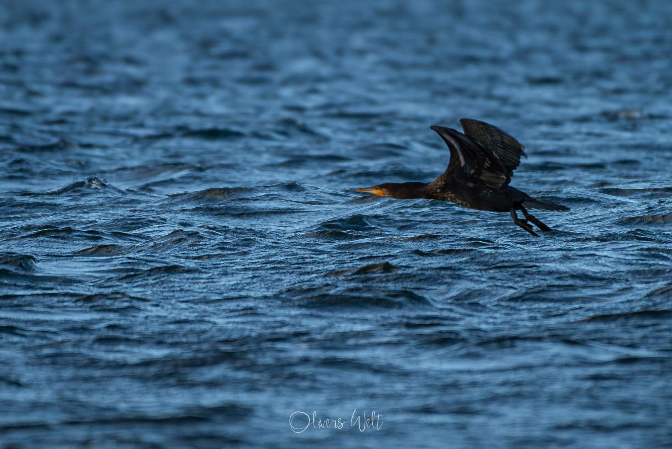 Bild ohne Beschreibung