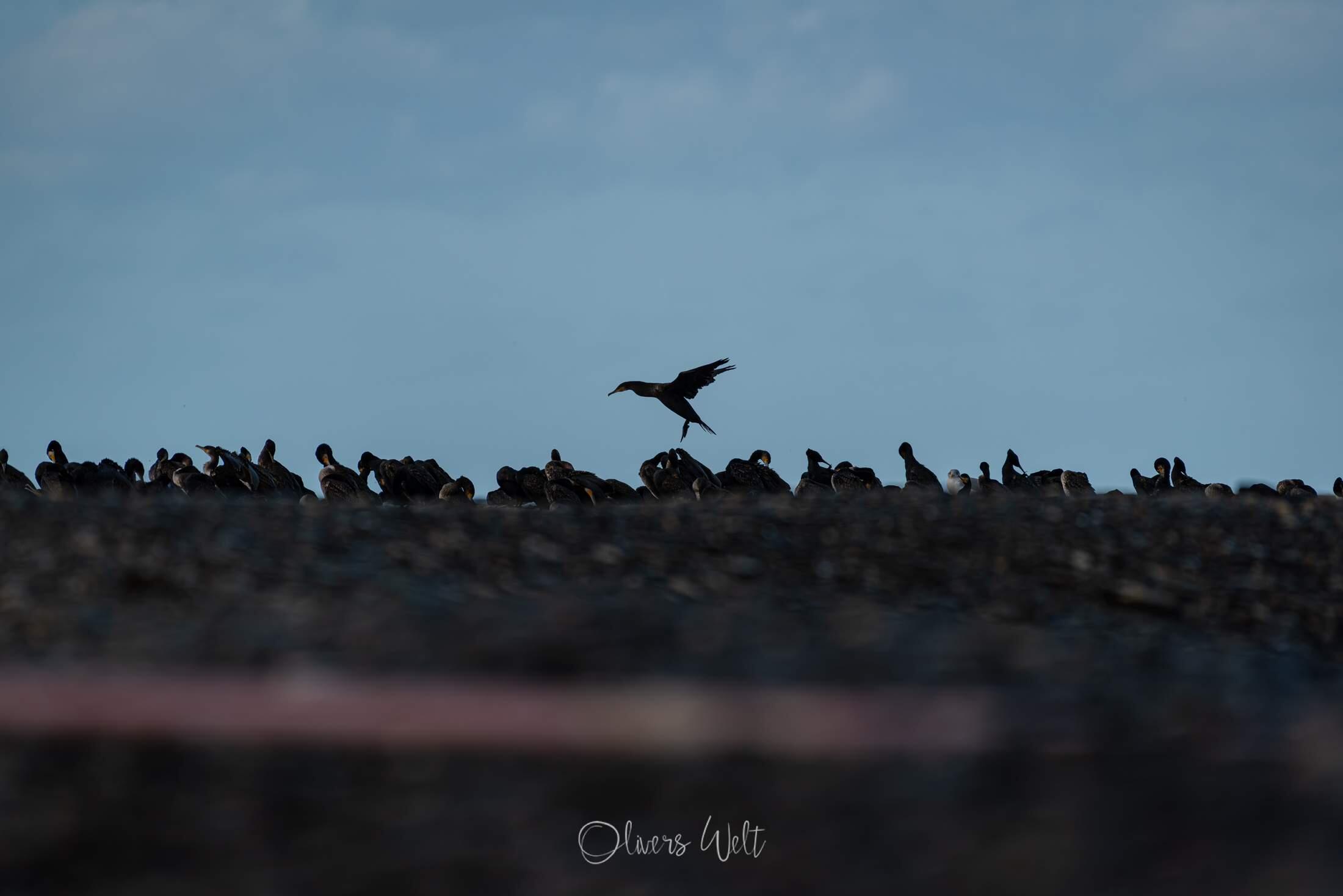 Bild ohne Beschreibung