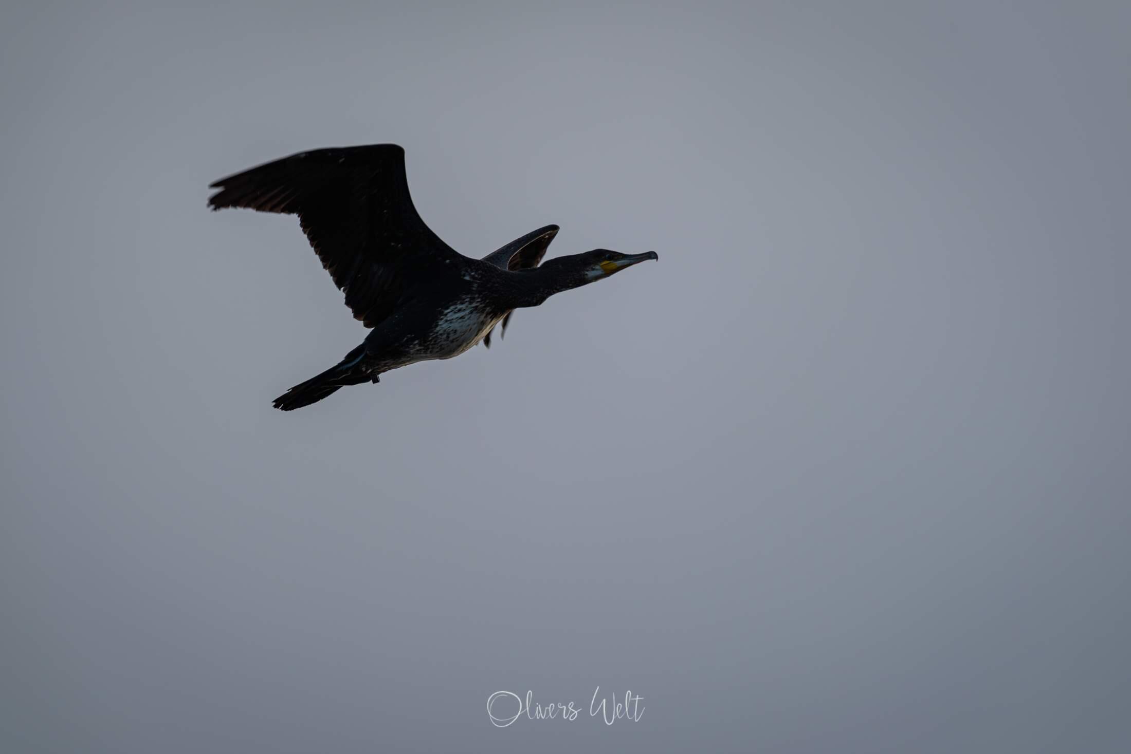 Bild ohne Beschreibung