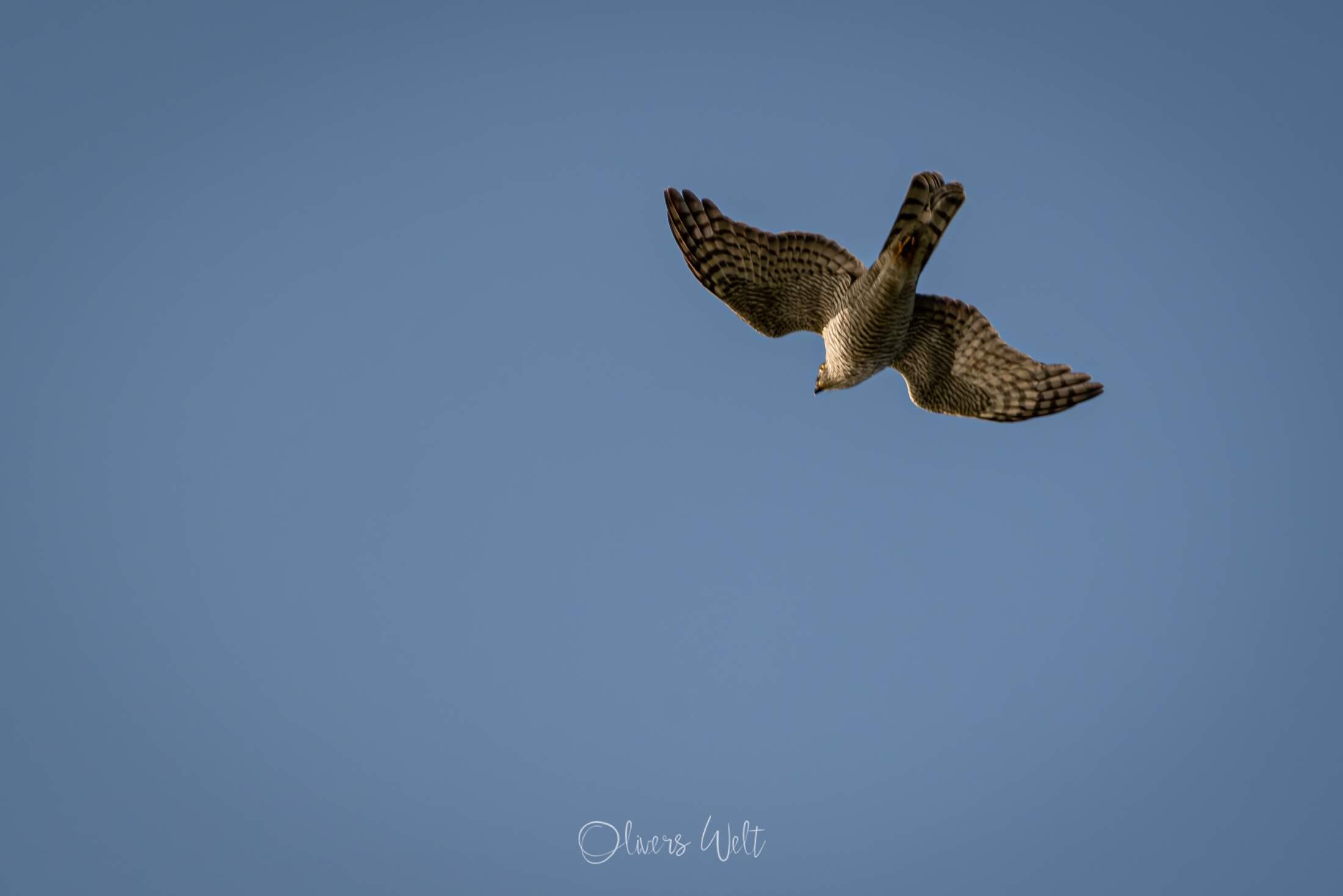 Bild ohne Beschreibung