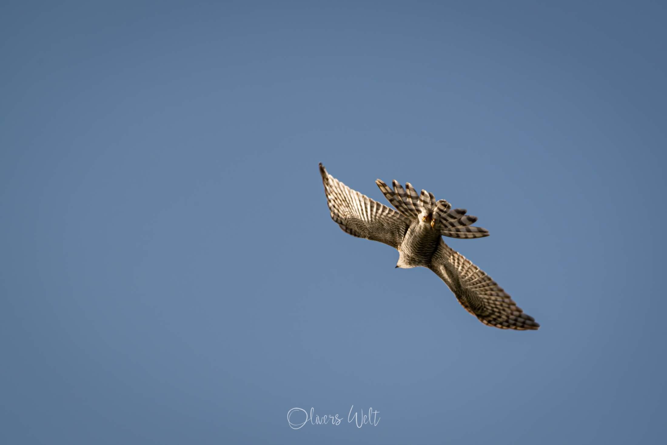 Bild ohne Beschreibung