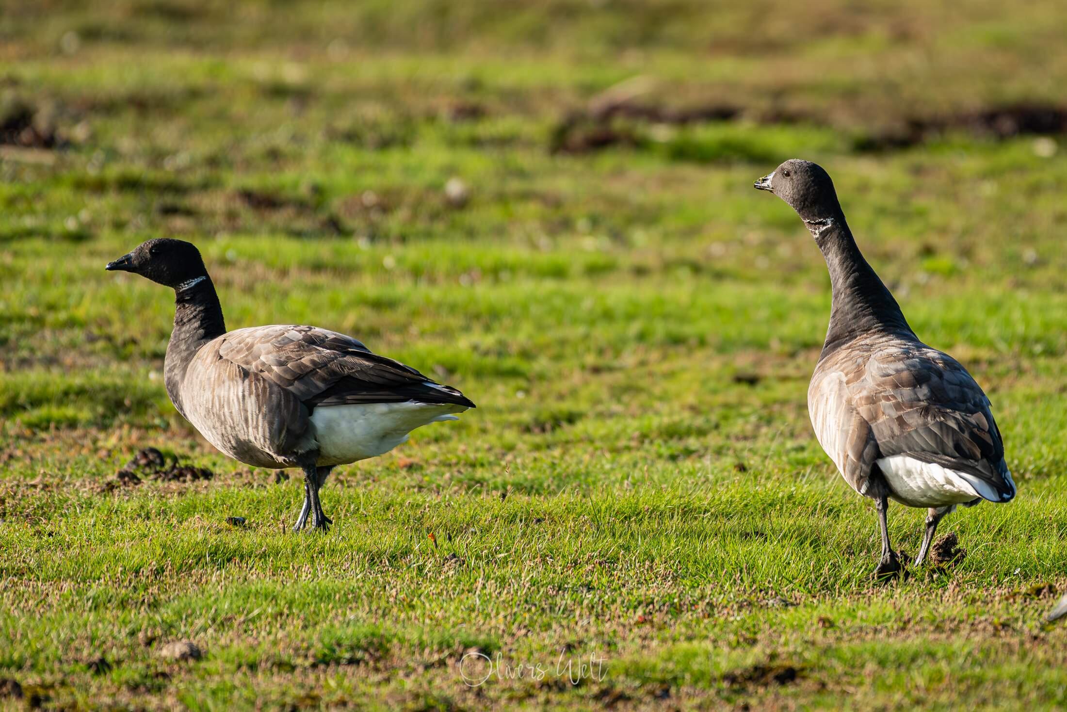 Bild ohne Beschreibung
