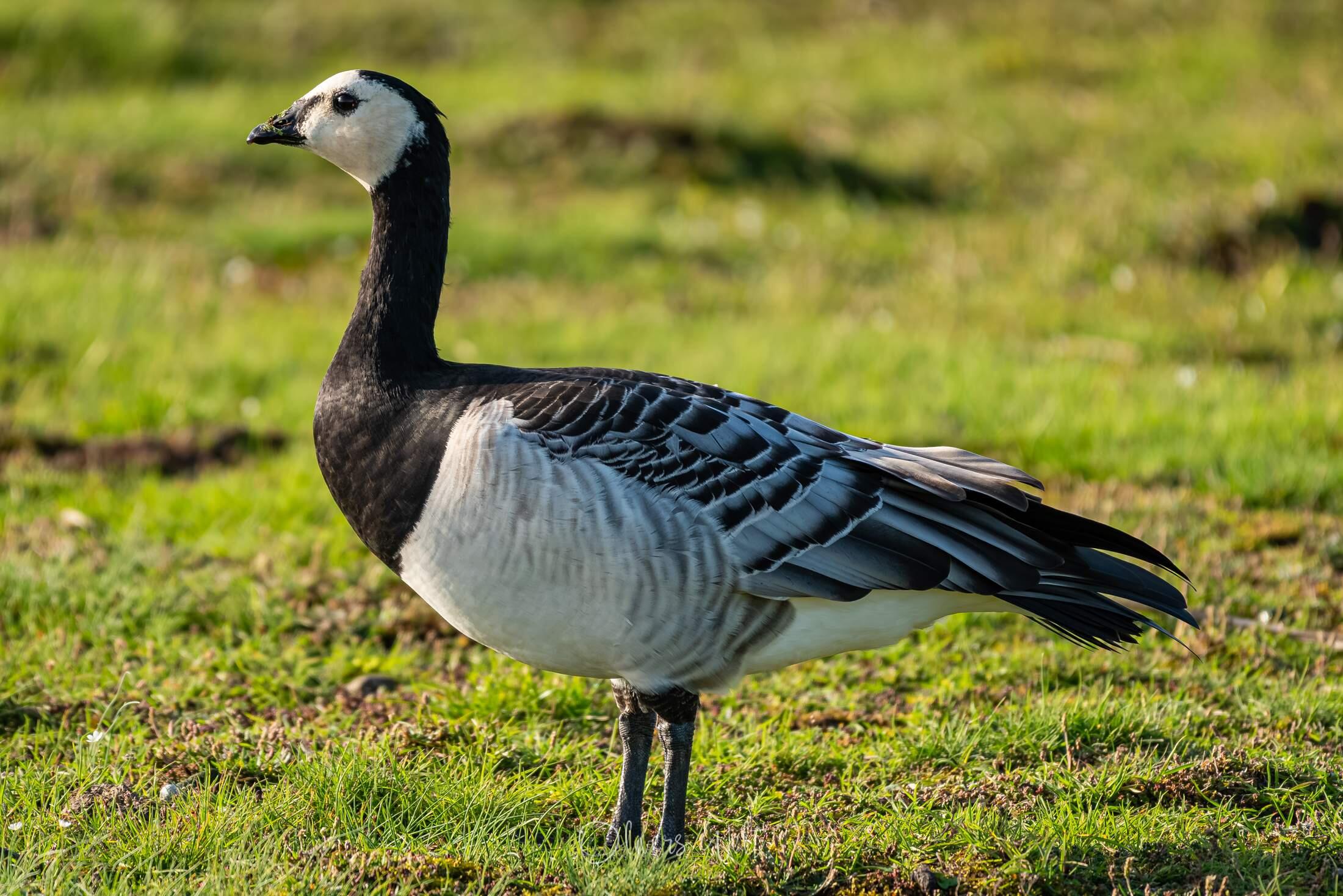 Bild ohne Beschreibung