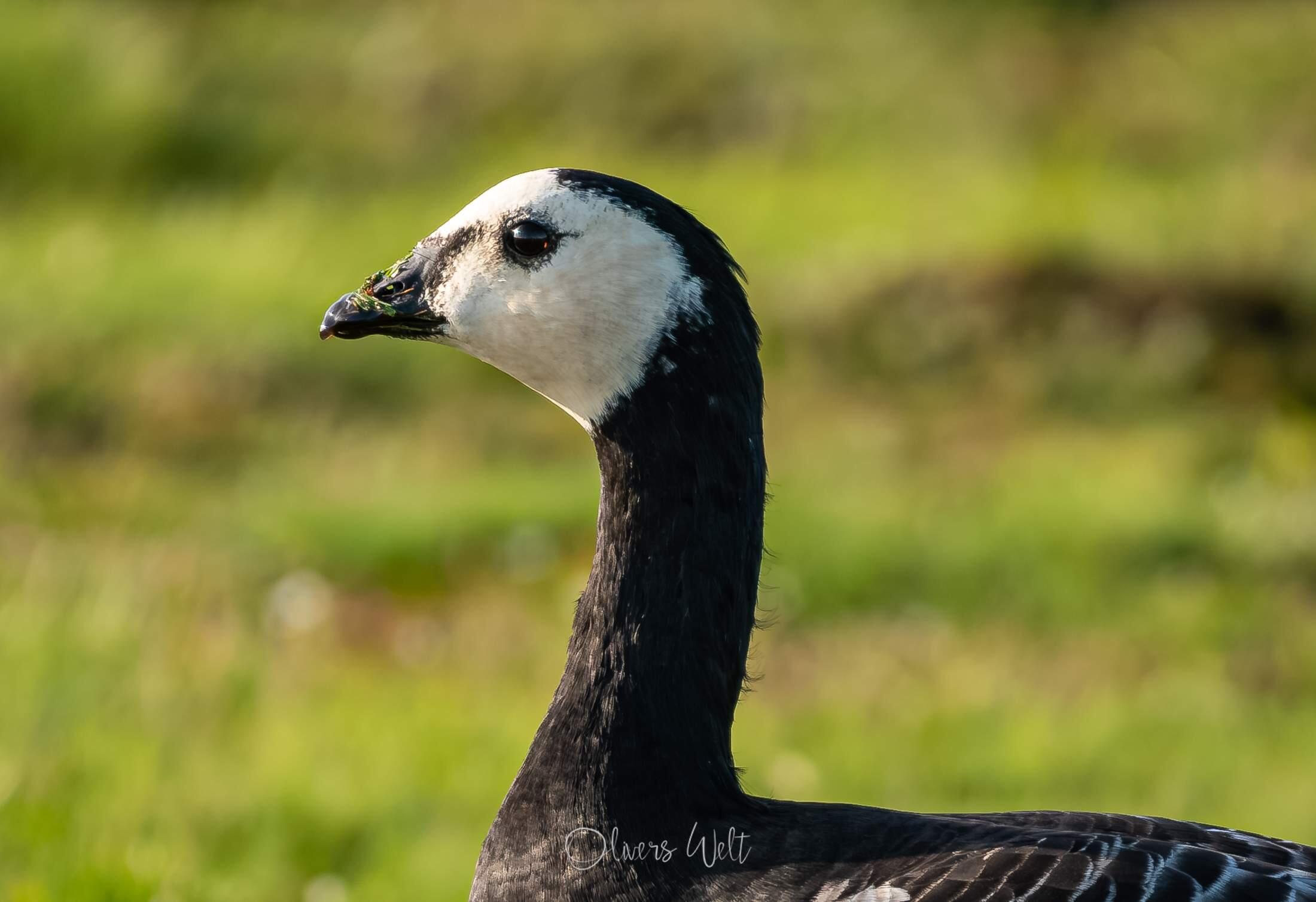 Bild ohne Beschreibung