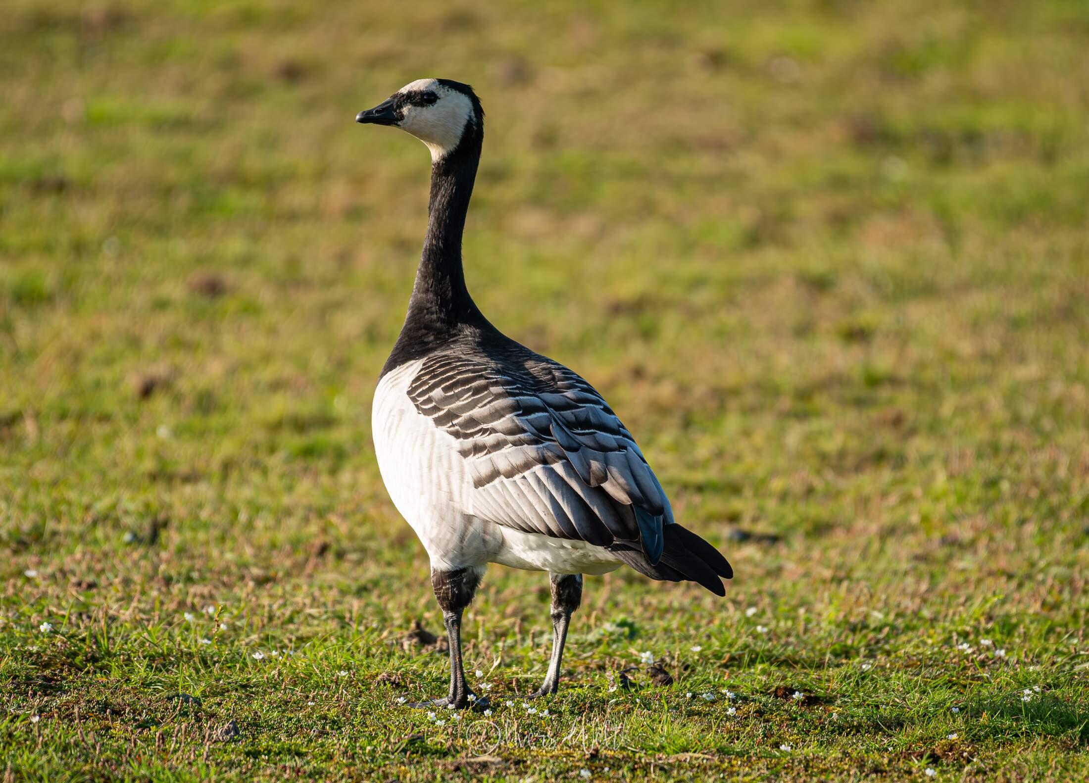 Bild ohne Beschreibung