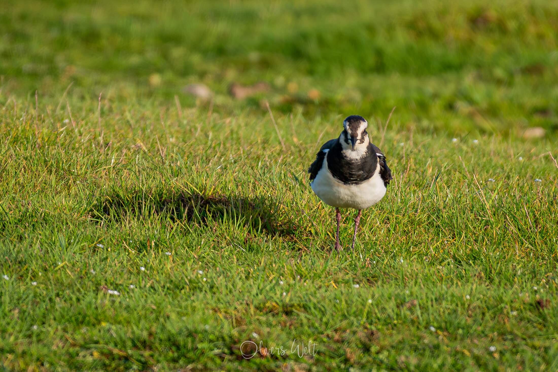 Bild ohne Beschreibung