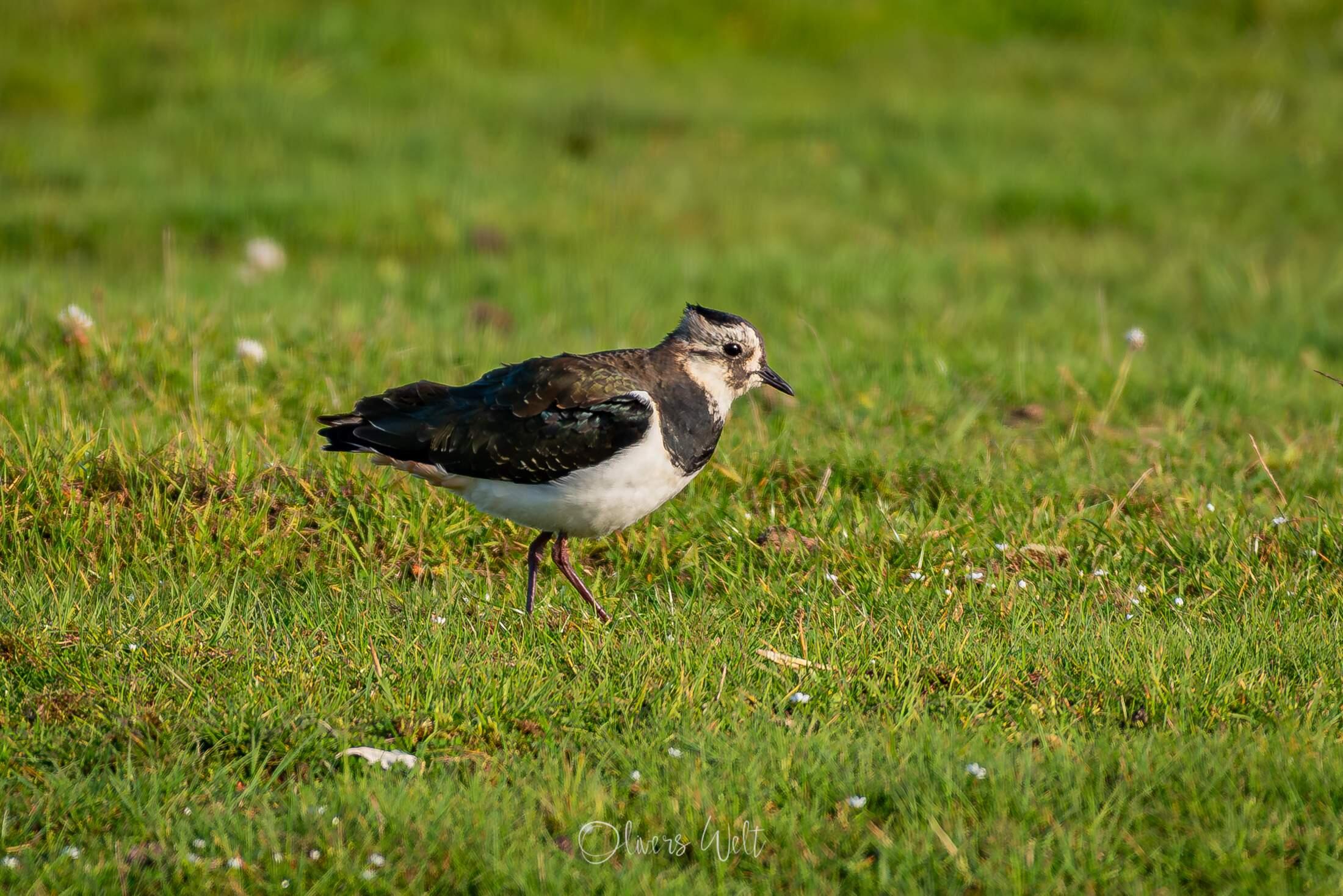 Bild ohne Beschreibung