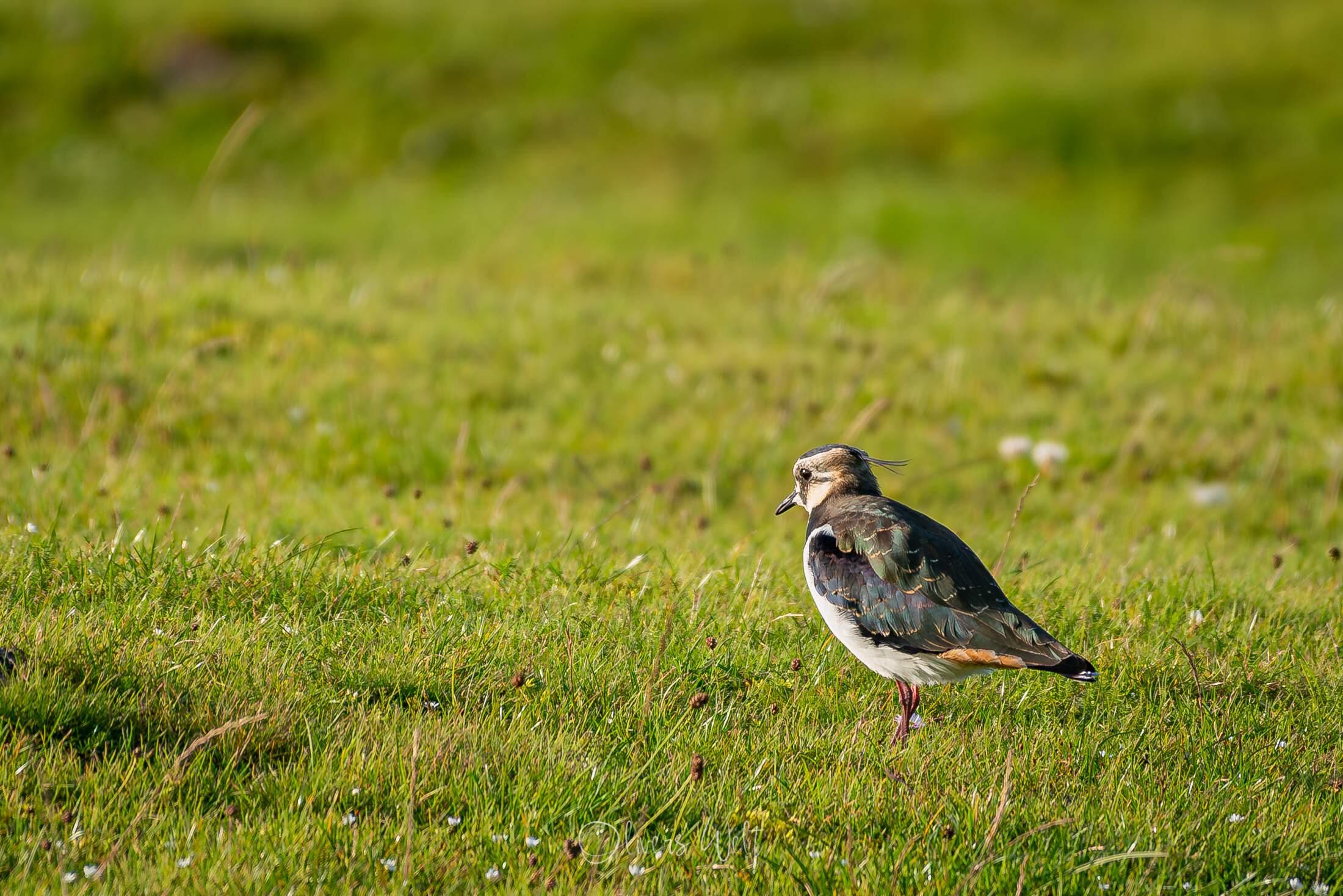 Bild ohne Beschreibung