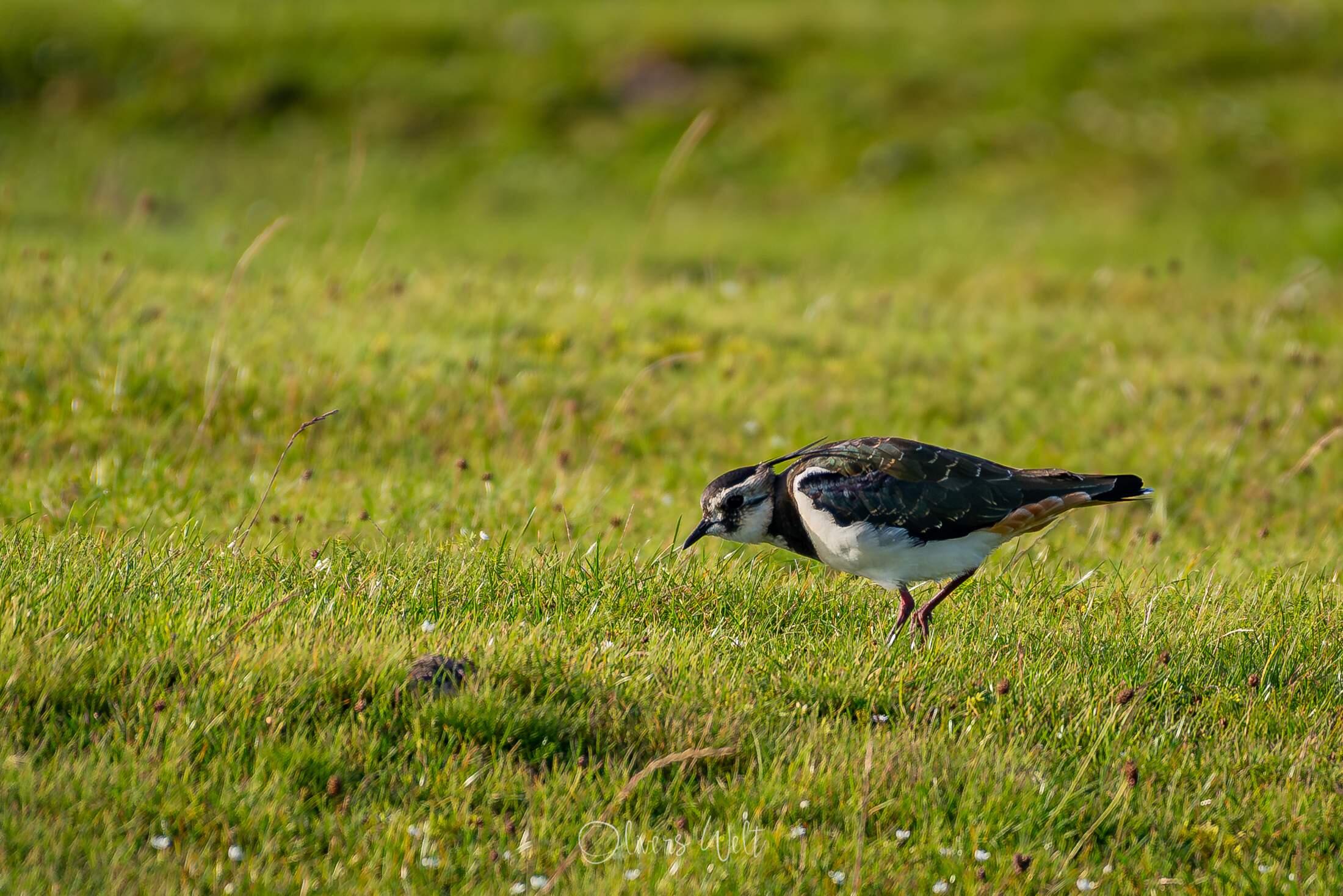 Bild ohne Beschreibung