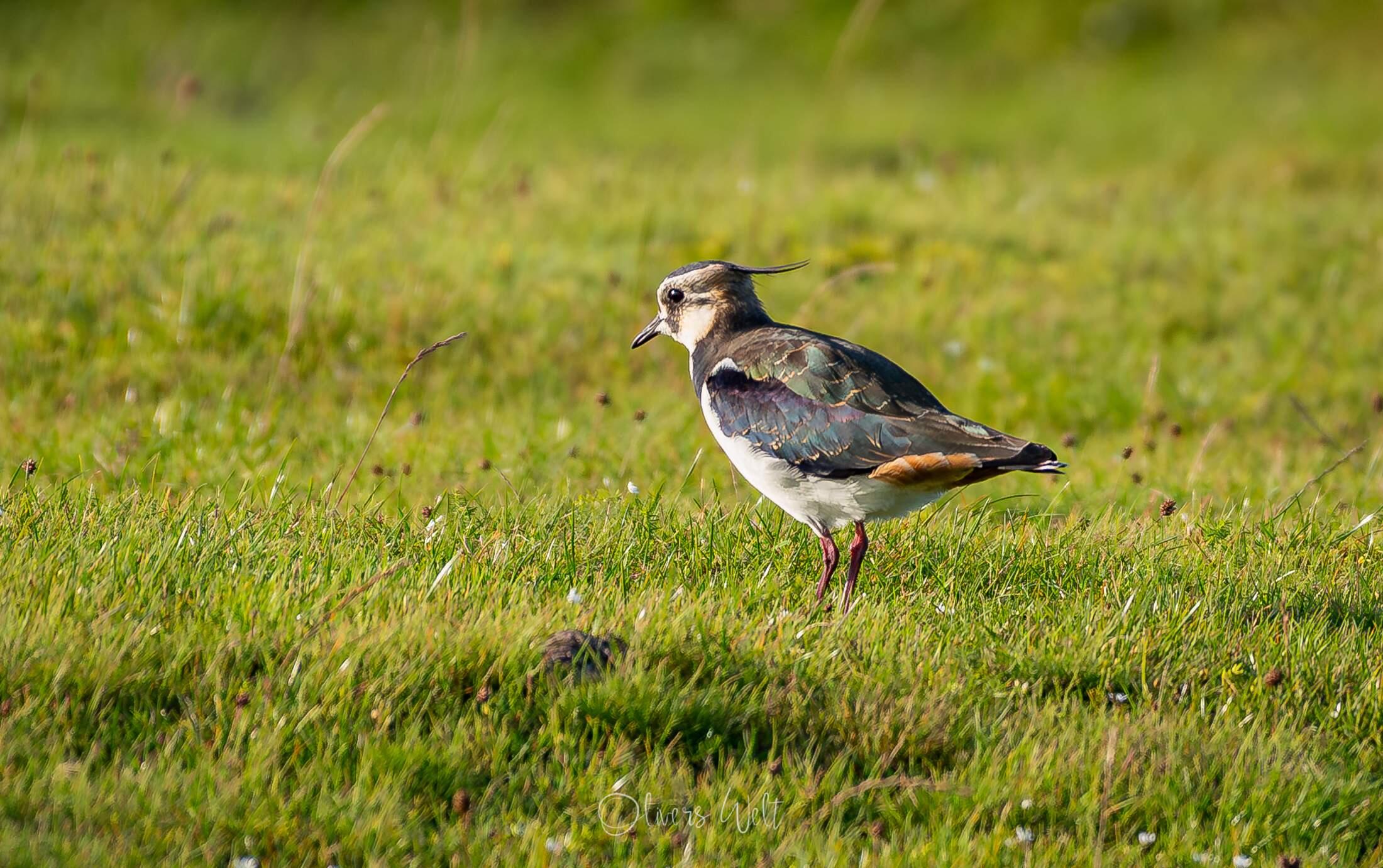 Bild ohne Beschreibung