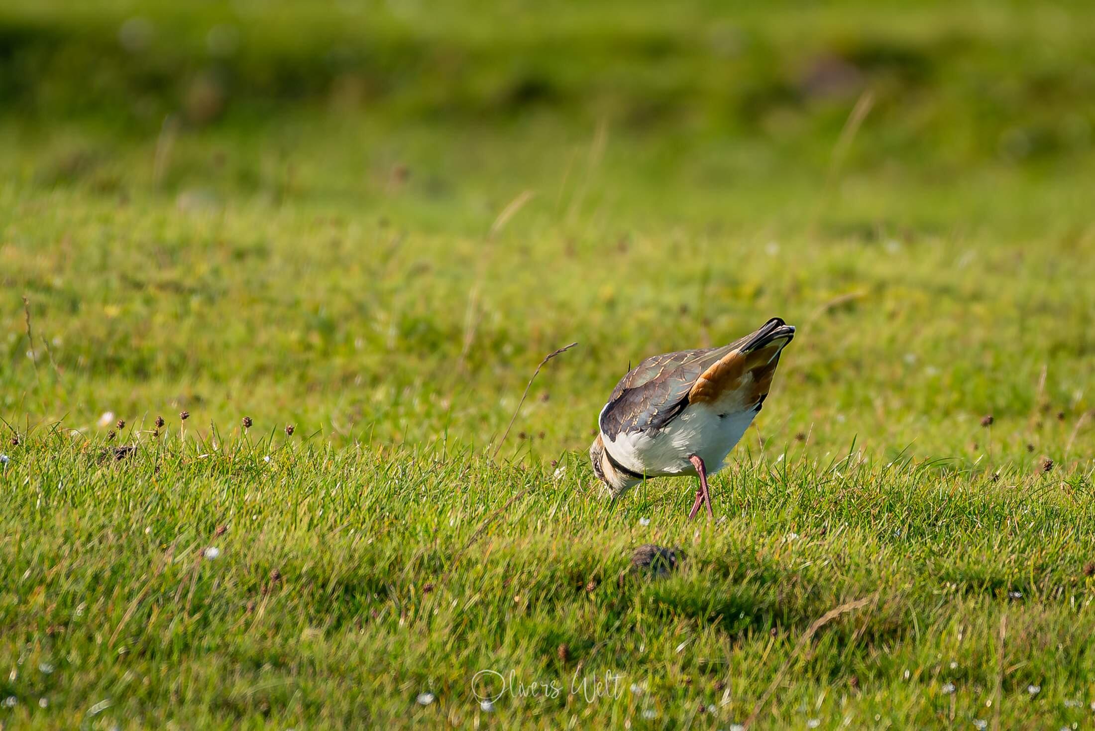 Bild ohne Beschreibung