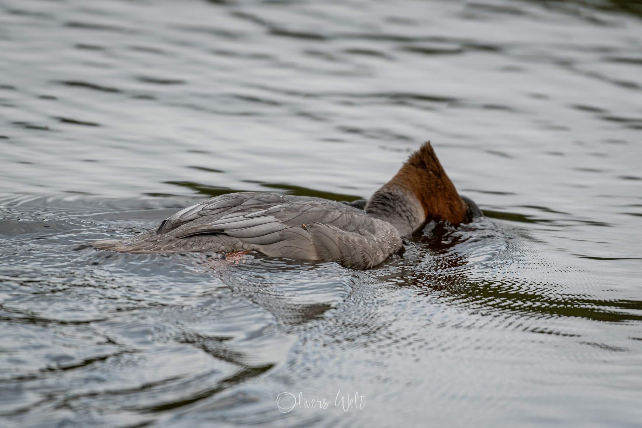 Bild ohne Beschreibung
