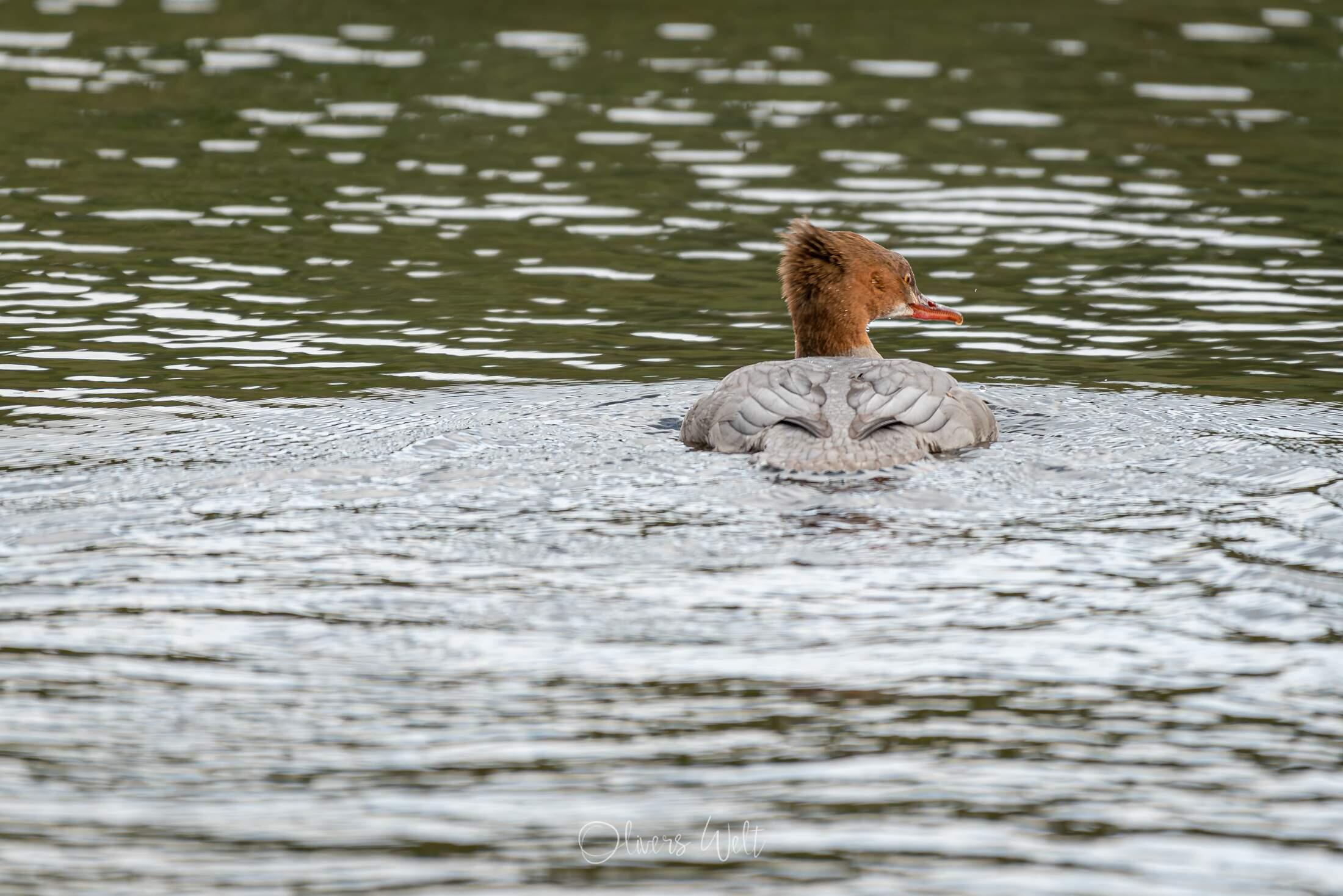 Bild ohne Beschreibung