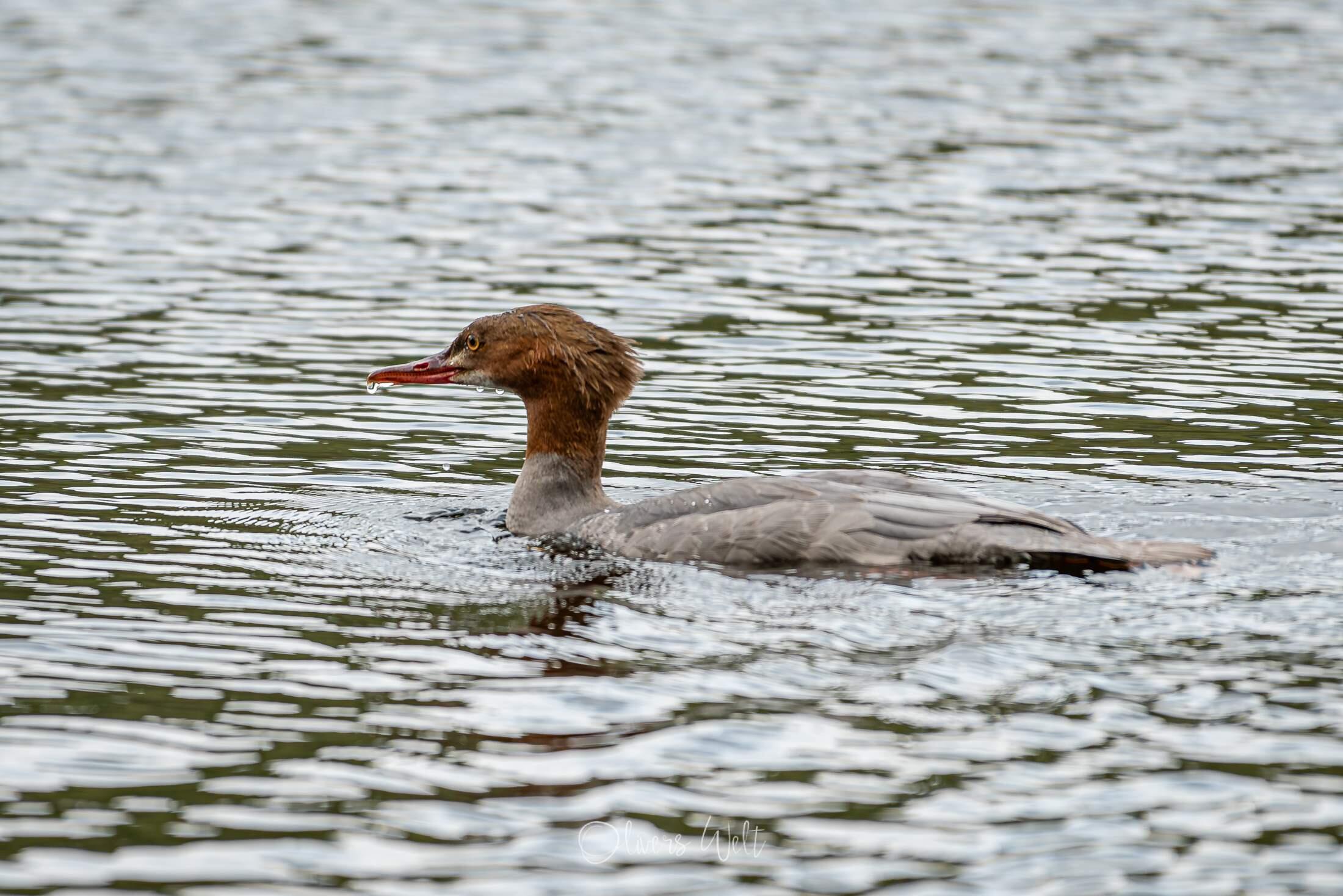 Bild ohne Beschreibung
