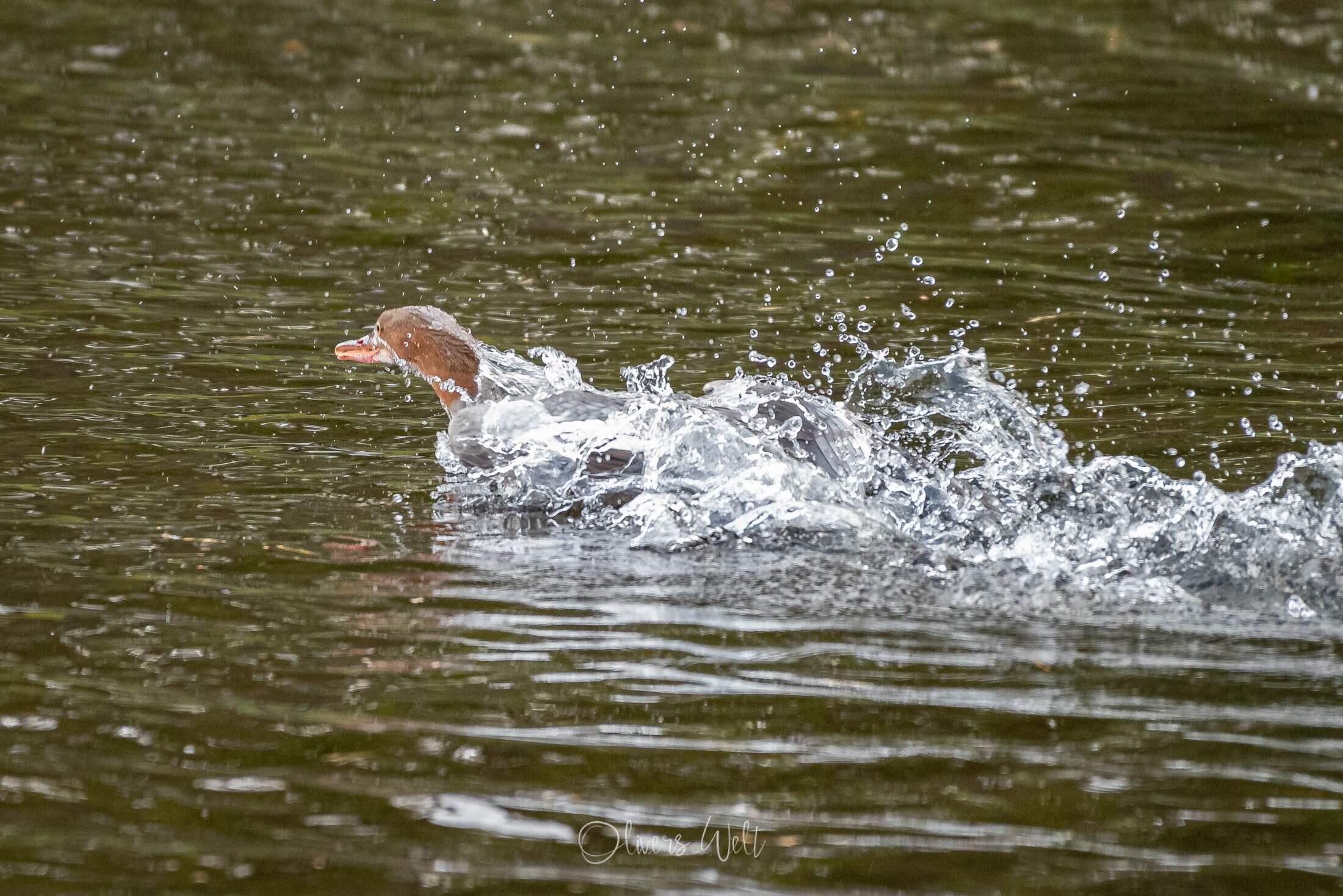 Bild ohne Beschreibung