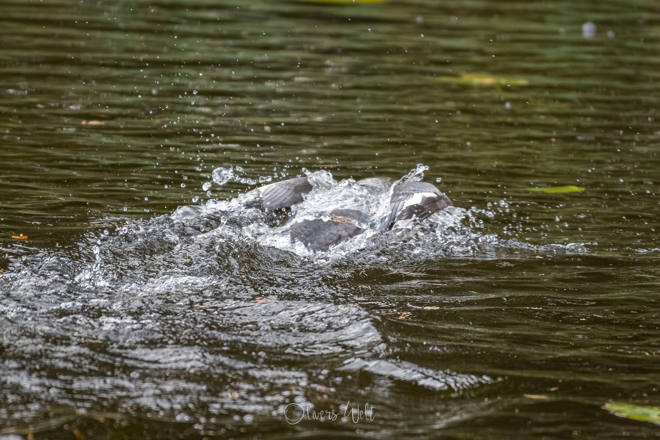 Bild ohne Beschreibung