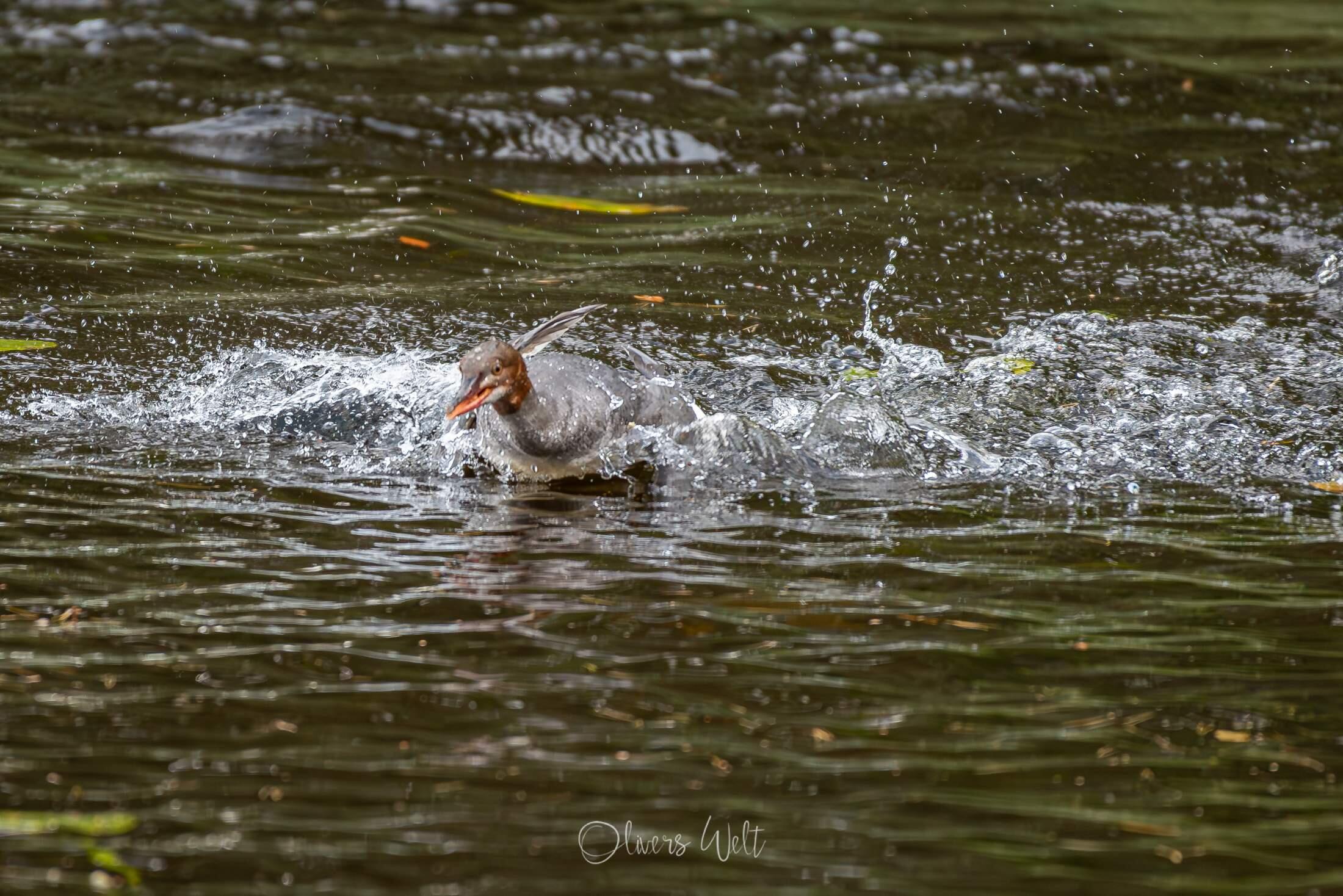 Bild ohne Beschreibung