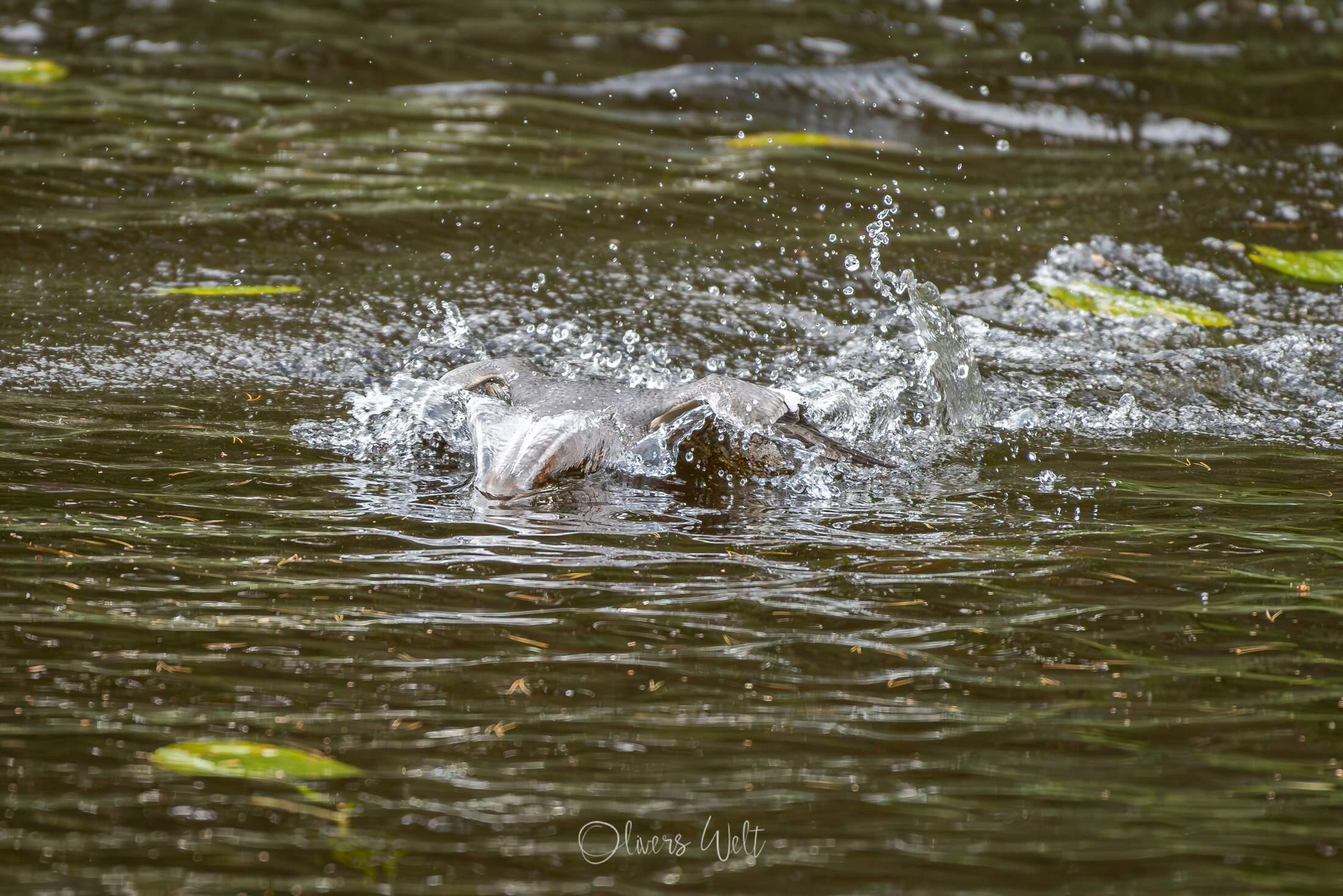 Bild ohne Beschreibung