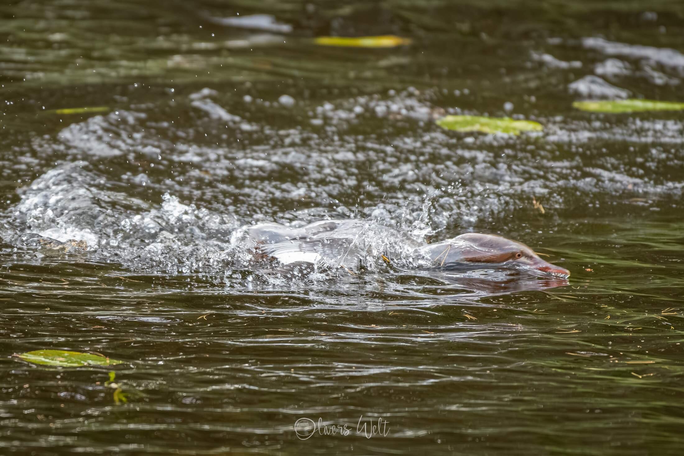 Bild ohne Beschreibung