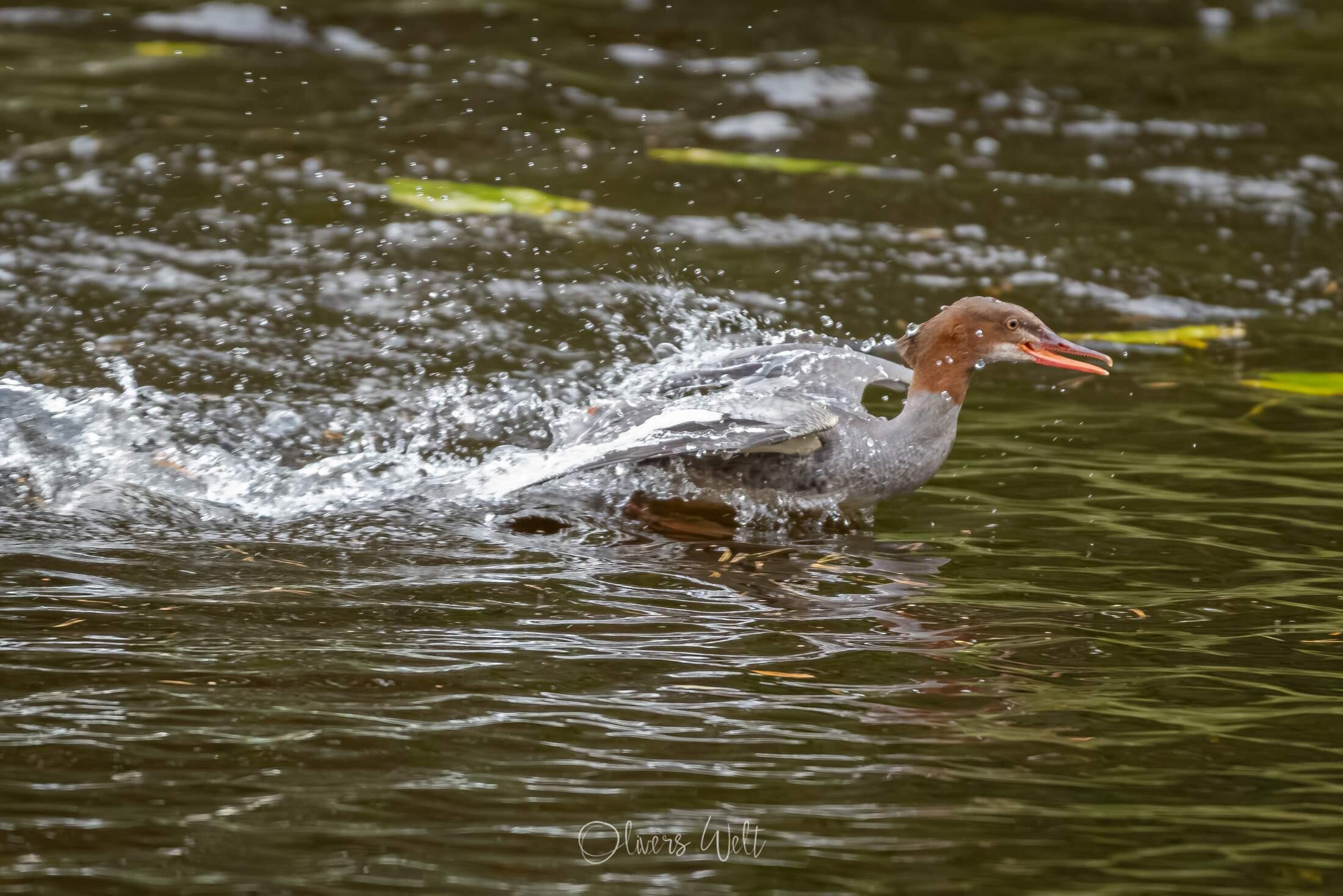 Bild ohne Beschreibung