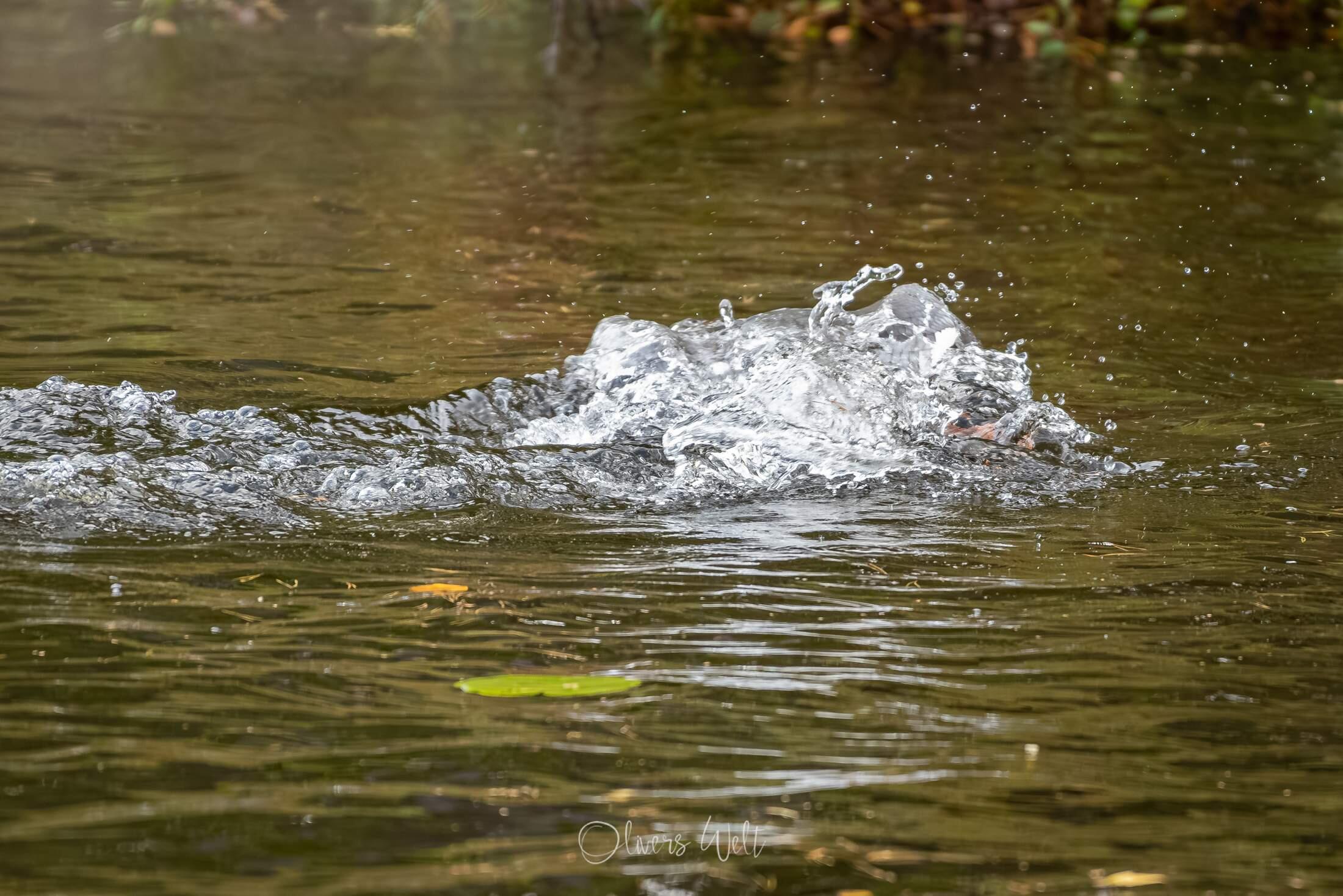 Bild ohne Beschreibung