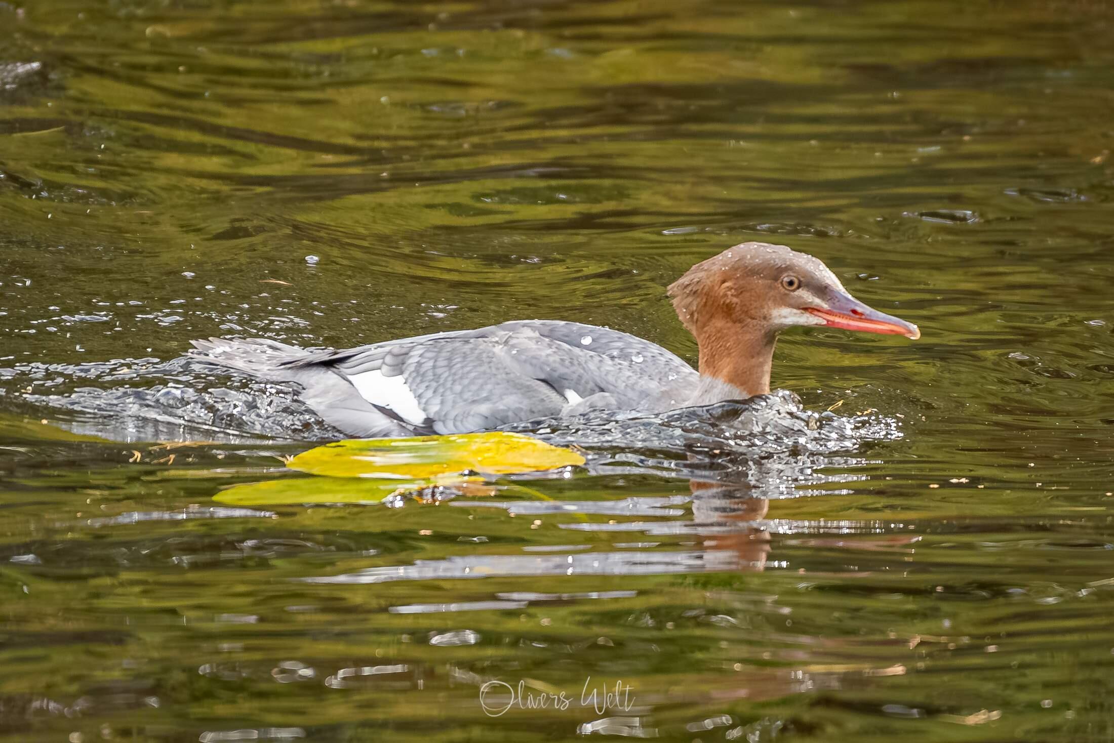 Bild ohne Beschreibung