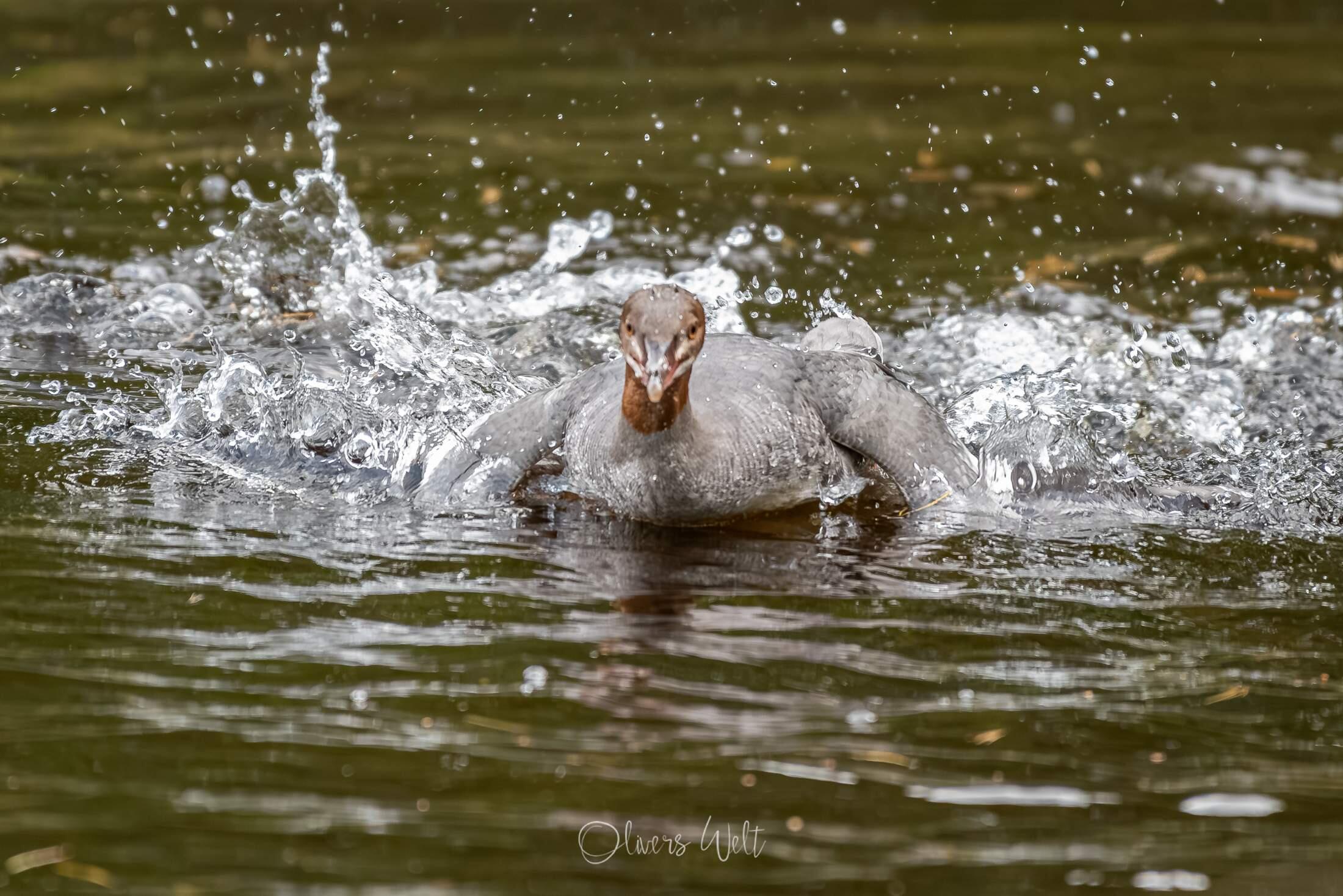 Bild ohne Beschreibung