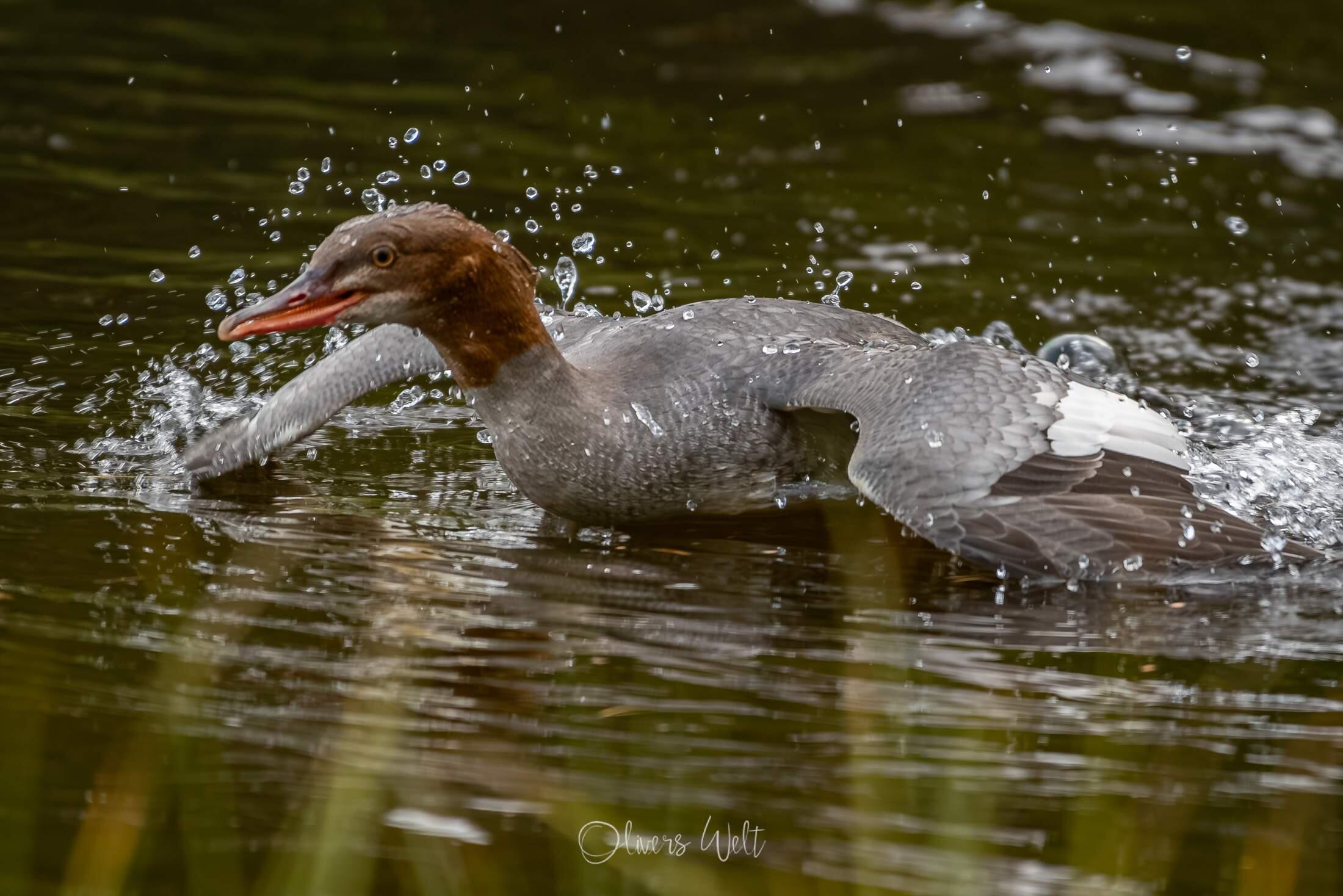 Bild ohne Beschreibung
