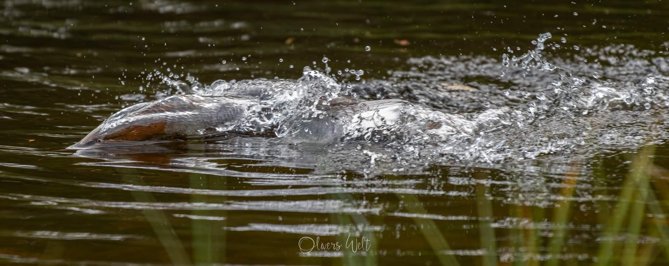 Bild ohne Beschreibung