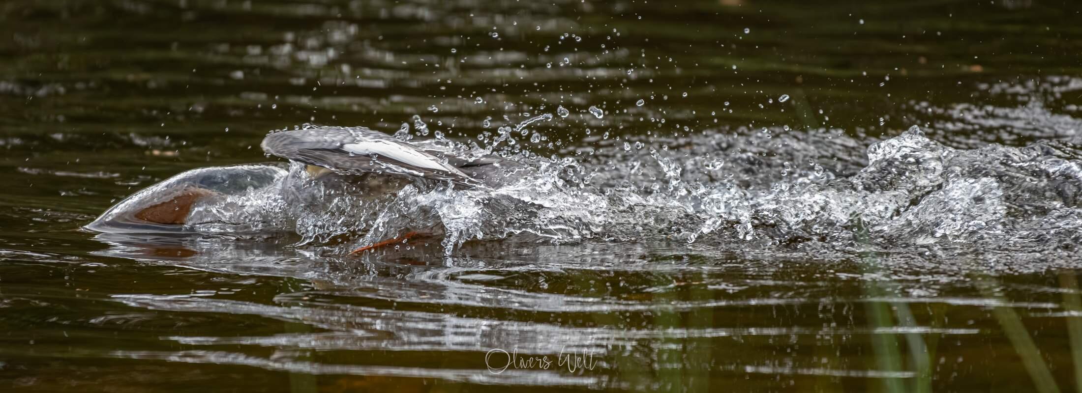 Bild ohne Beschreibung